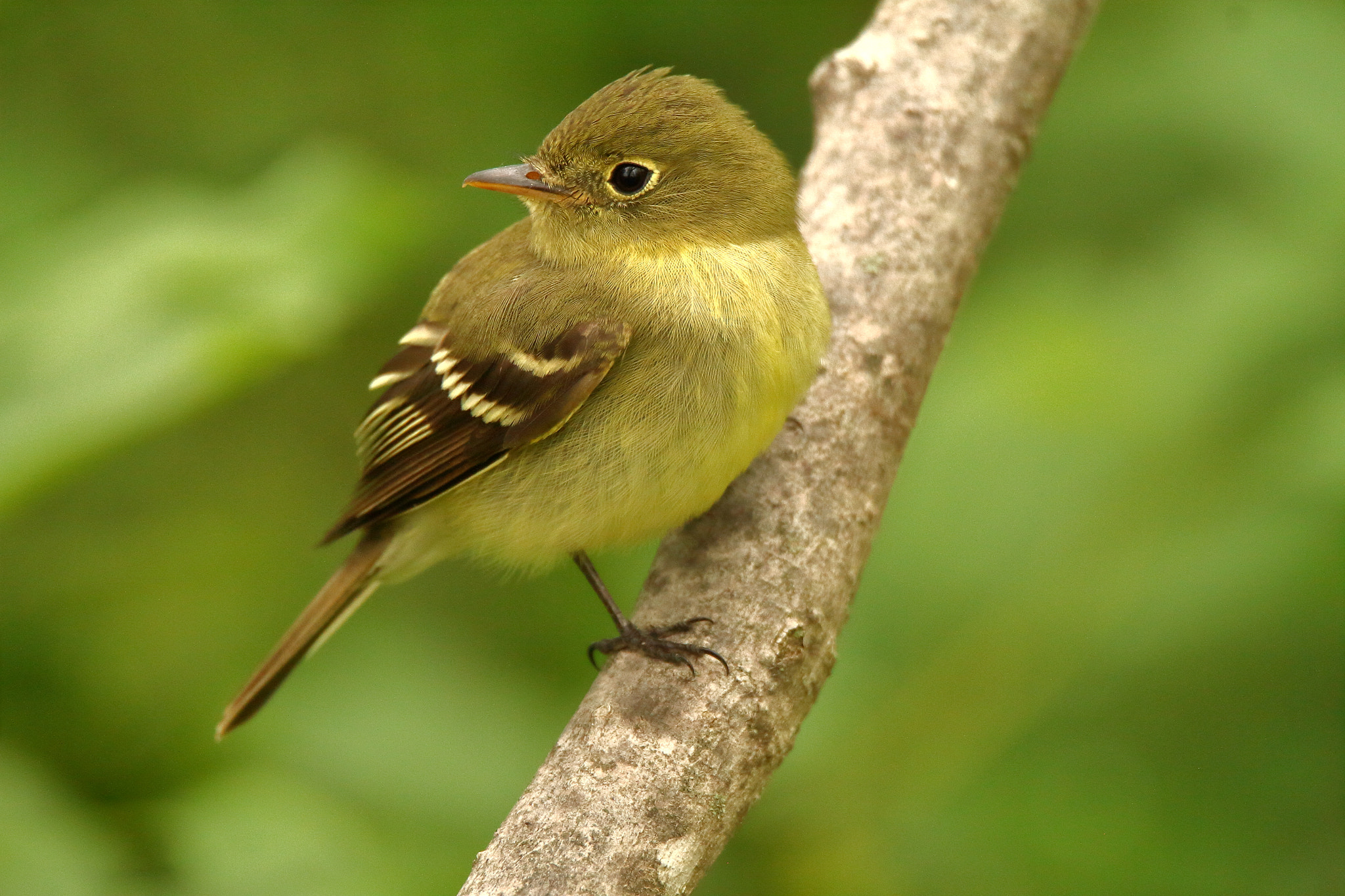 Tamron SP 150-600mm F5-6.3 Di VC USD sample photo. Yellow-bellied flycatcher photography