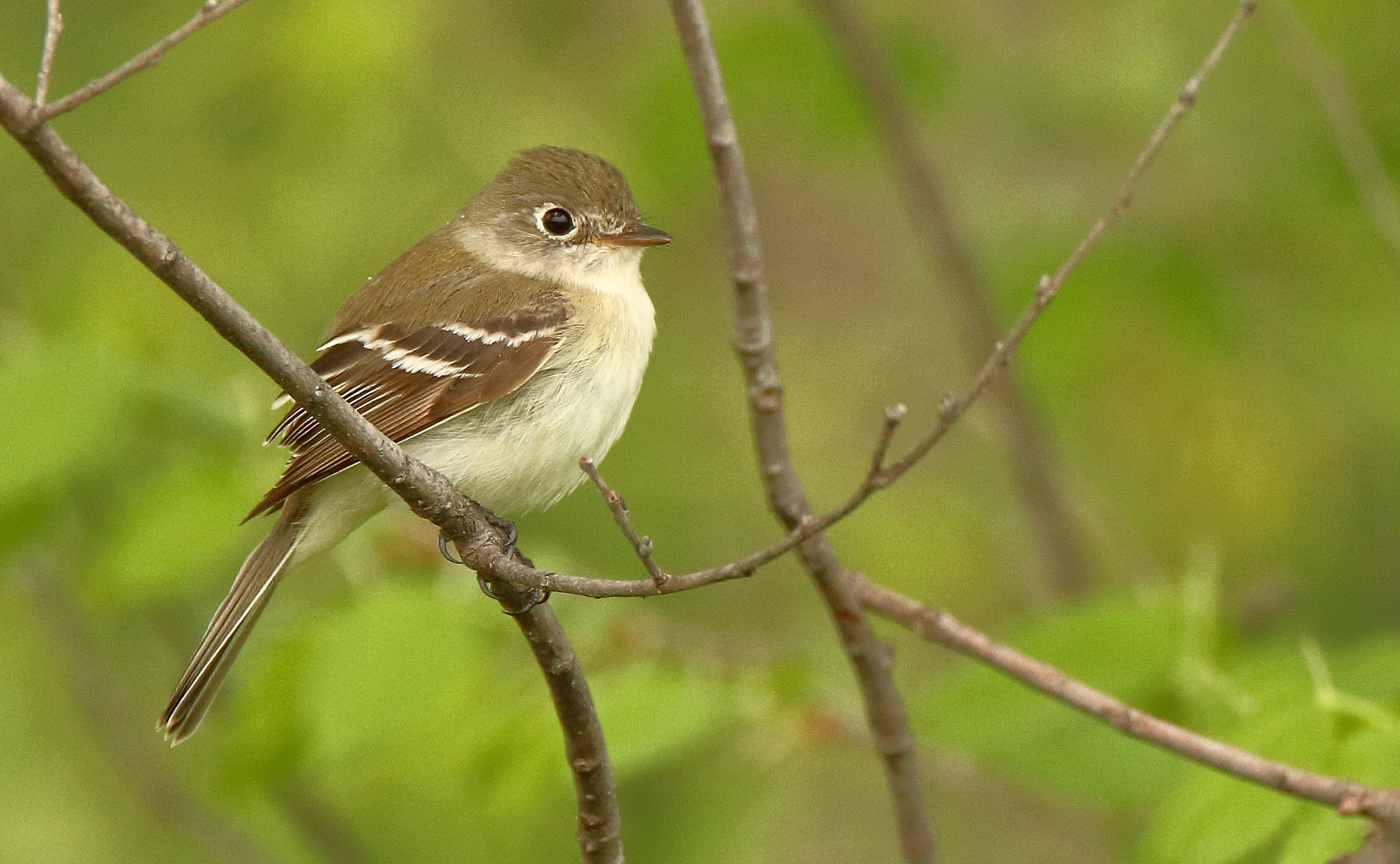 Tamron SP 150-600mm F5-6.3 Di VC USD sample photo. Least flycatcher photography
