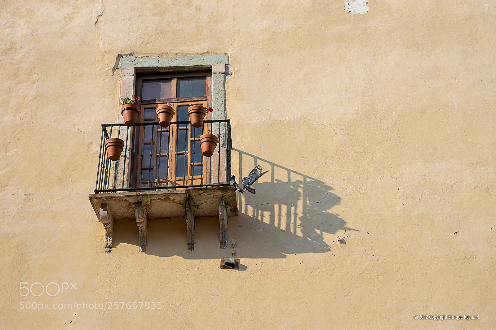 Sony SLT-A99V sample photo. Window & bird guanajuato photography