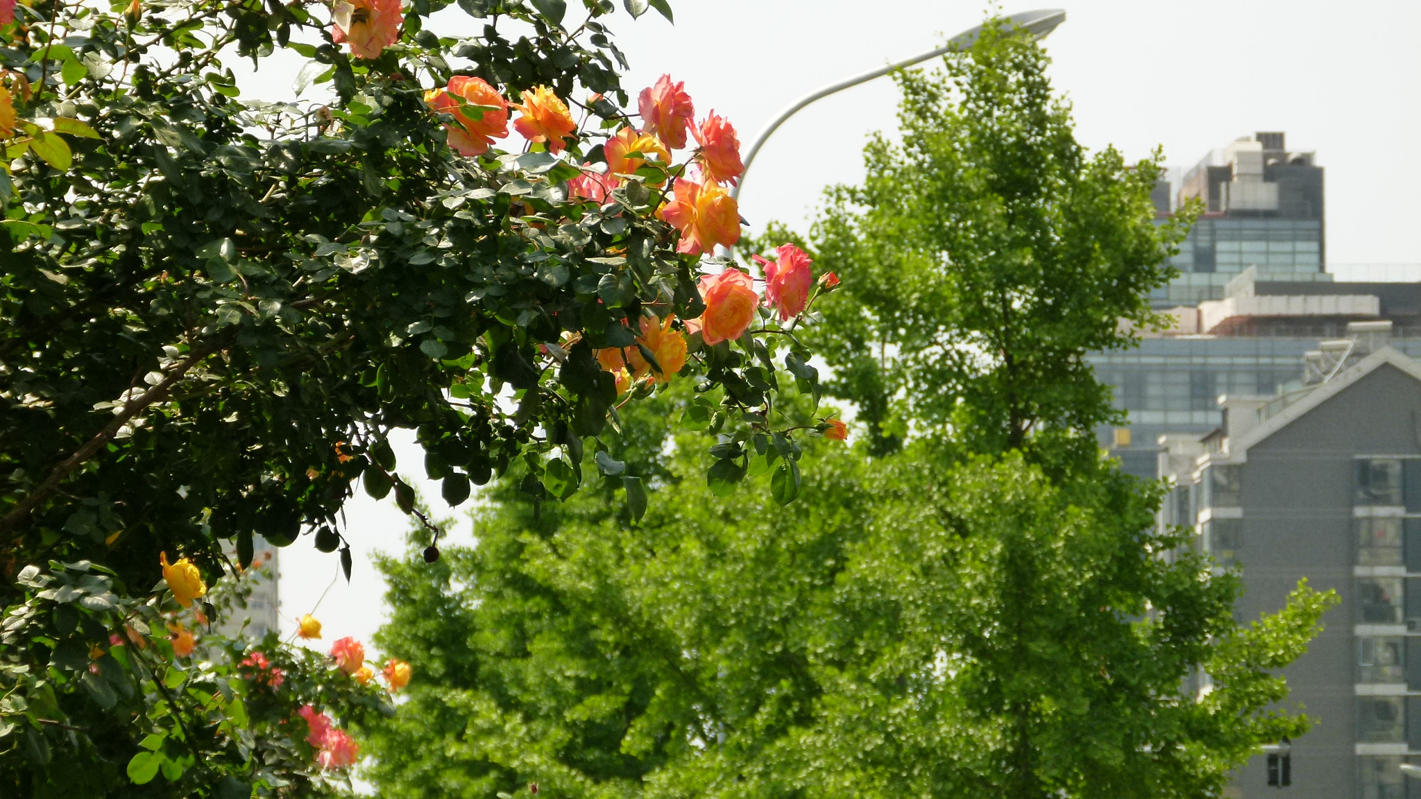 Leica V-Lux 2 sample photo