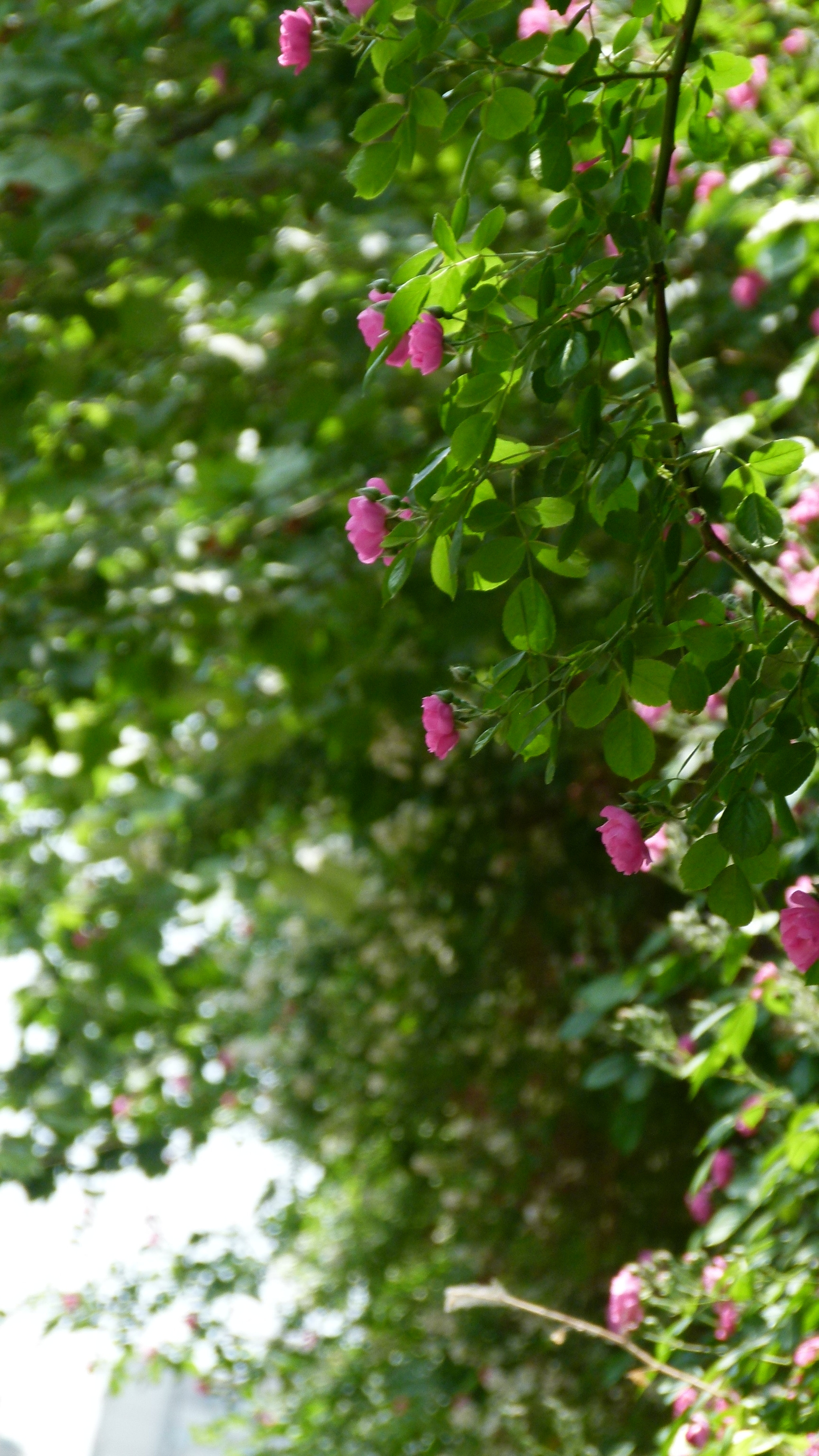 Leica V-Lux 2 sample photo