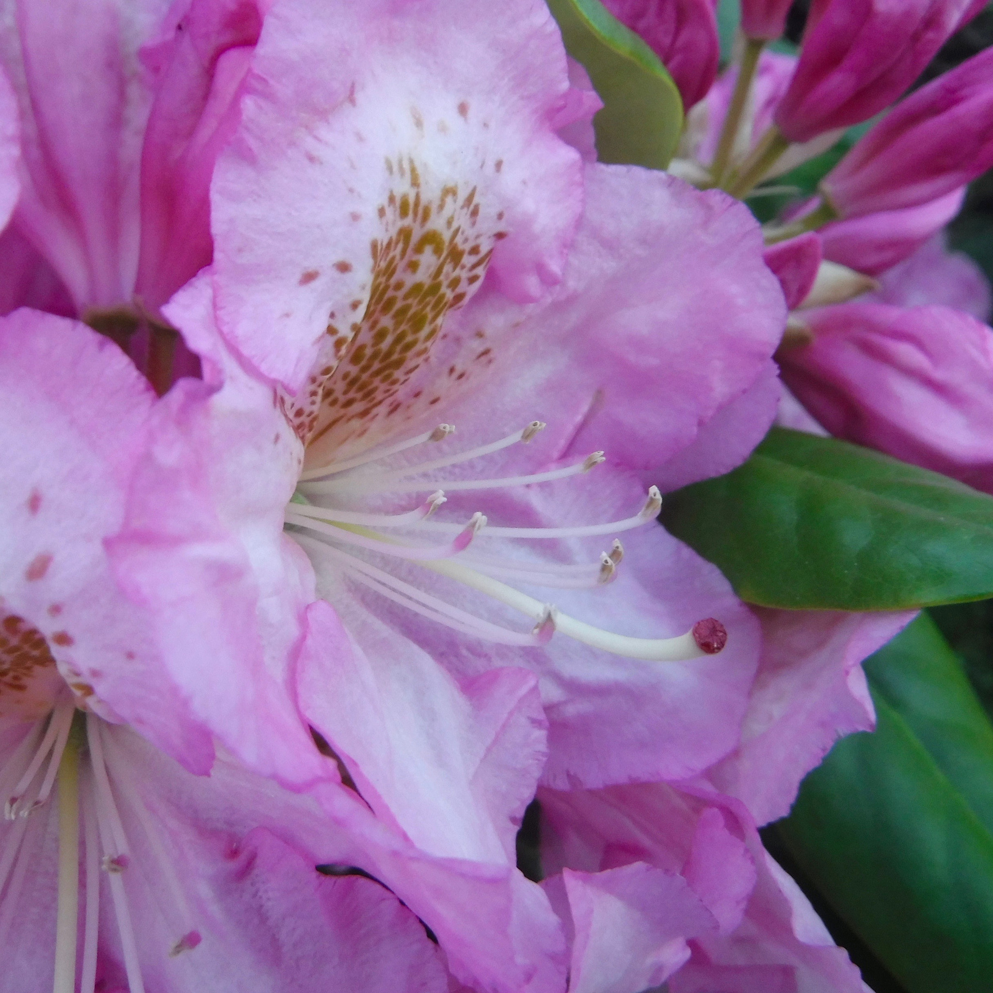 Fujifilm FinePix XP90 XP91 XP95 sample photo. Form my other neighbor's yard photography