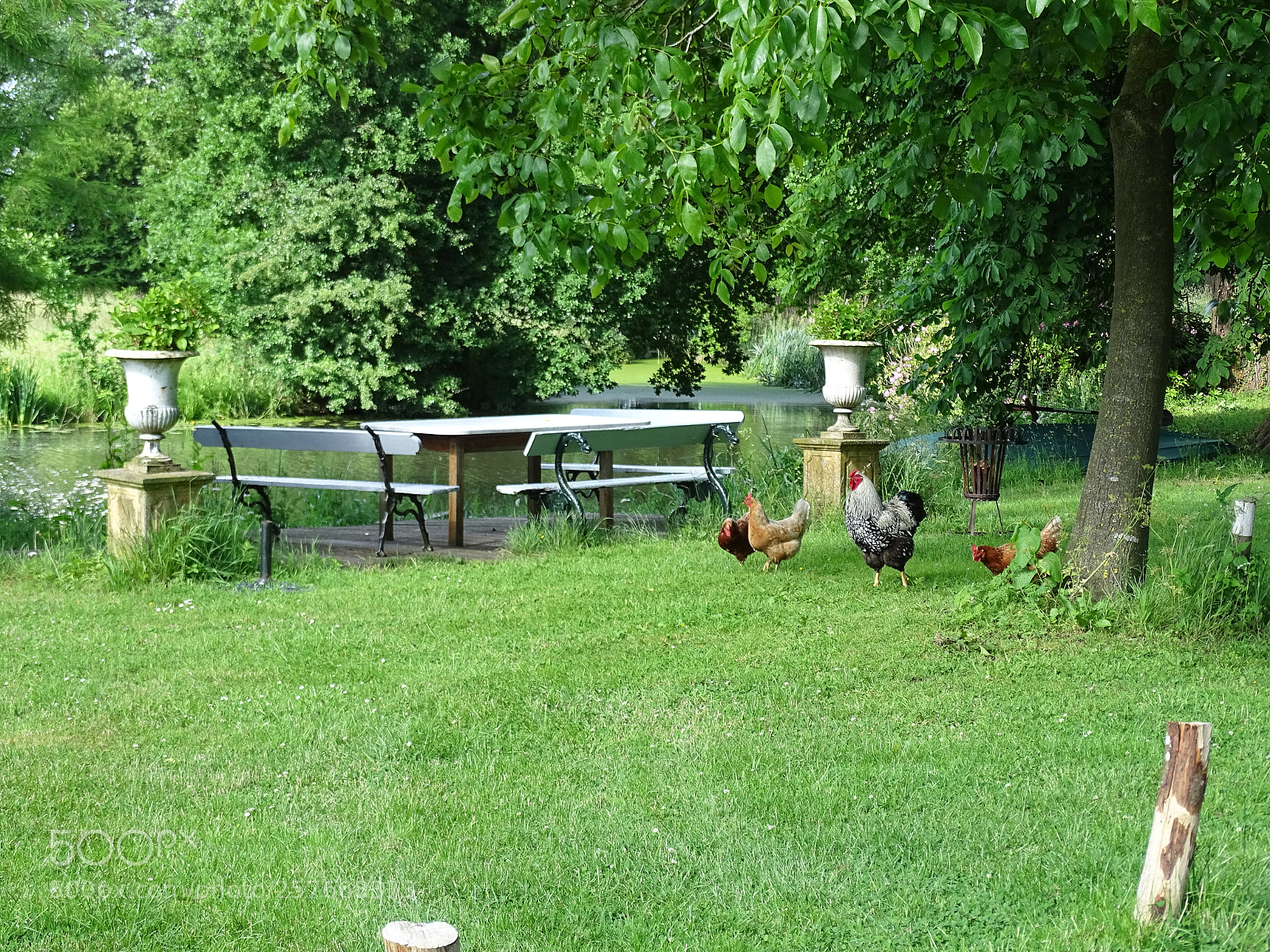 Sony Cyber-shot DSC-HX400V sample photo. Farm life photography