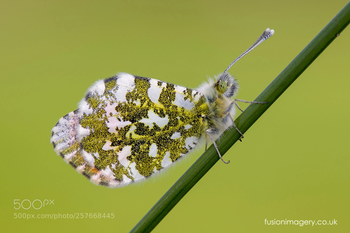 Nikon D850 sample photo. Anthocharis cardamines ♂ photography
