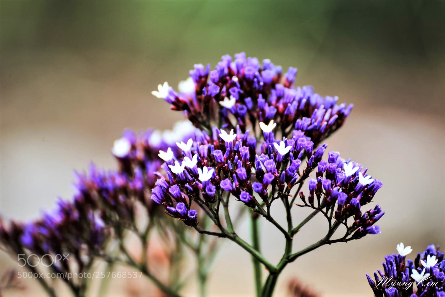 Canon EOS 5D Mark IV sample photo. () photography