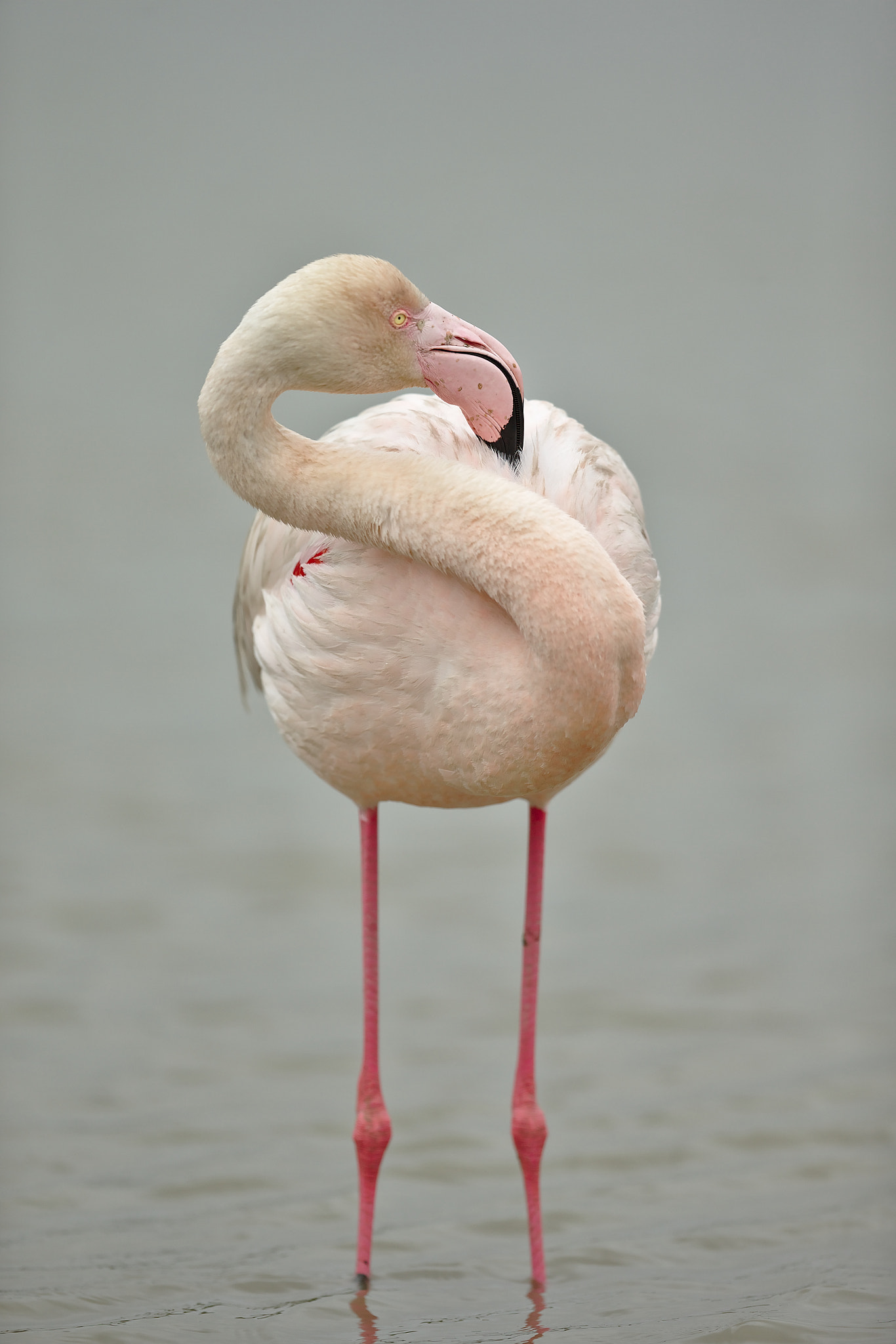 Canon EF 300mm F2.8L IS II USM sample photo. Flamant rose photography