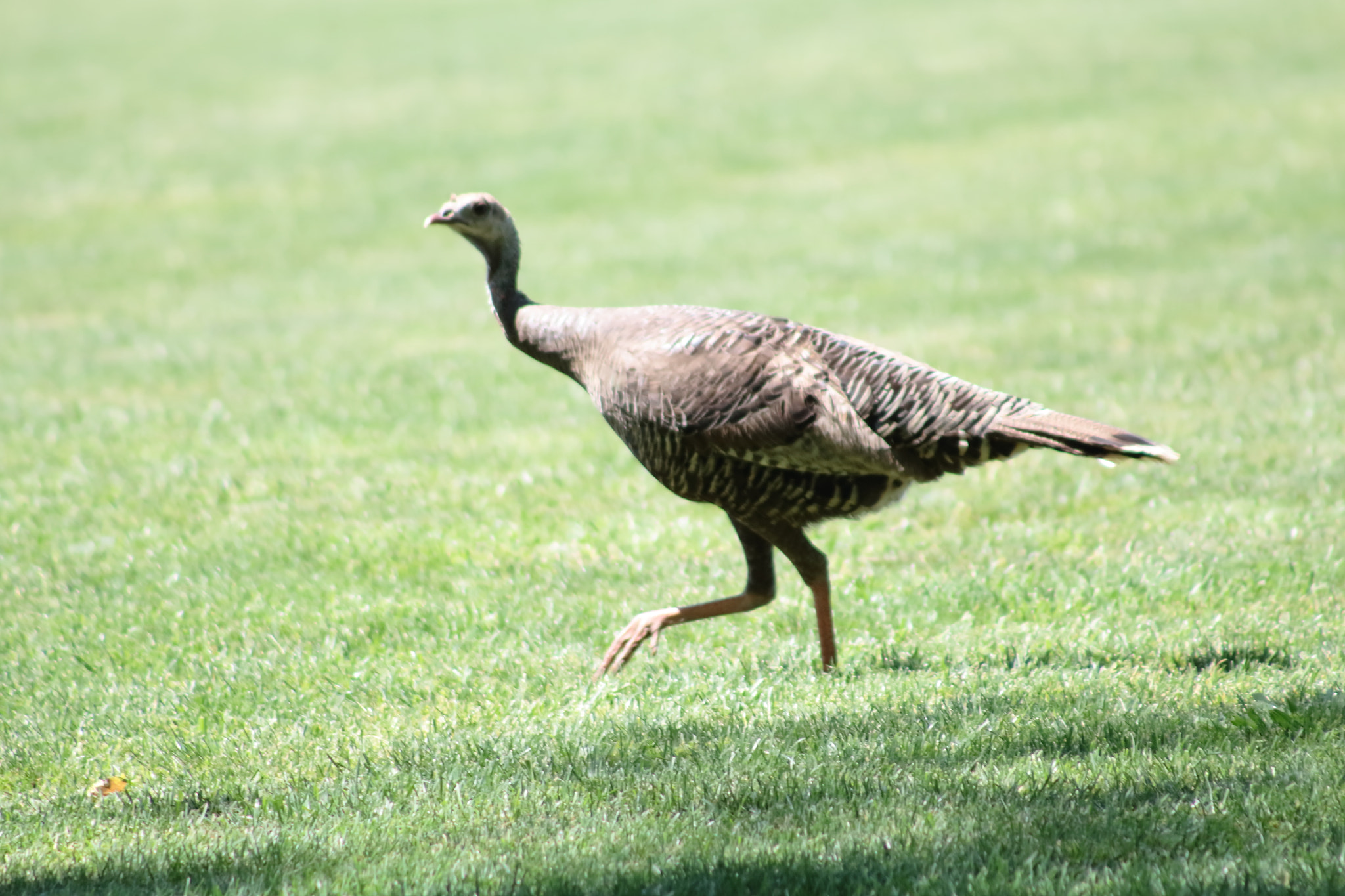 Canon EOS 100D (EOS Rebel SL1 / EOS Kiss X7) sample photo. The bird is off photography
