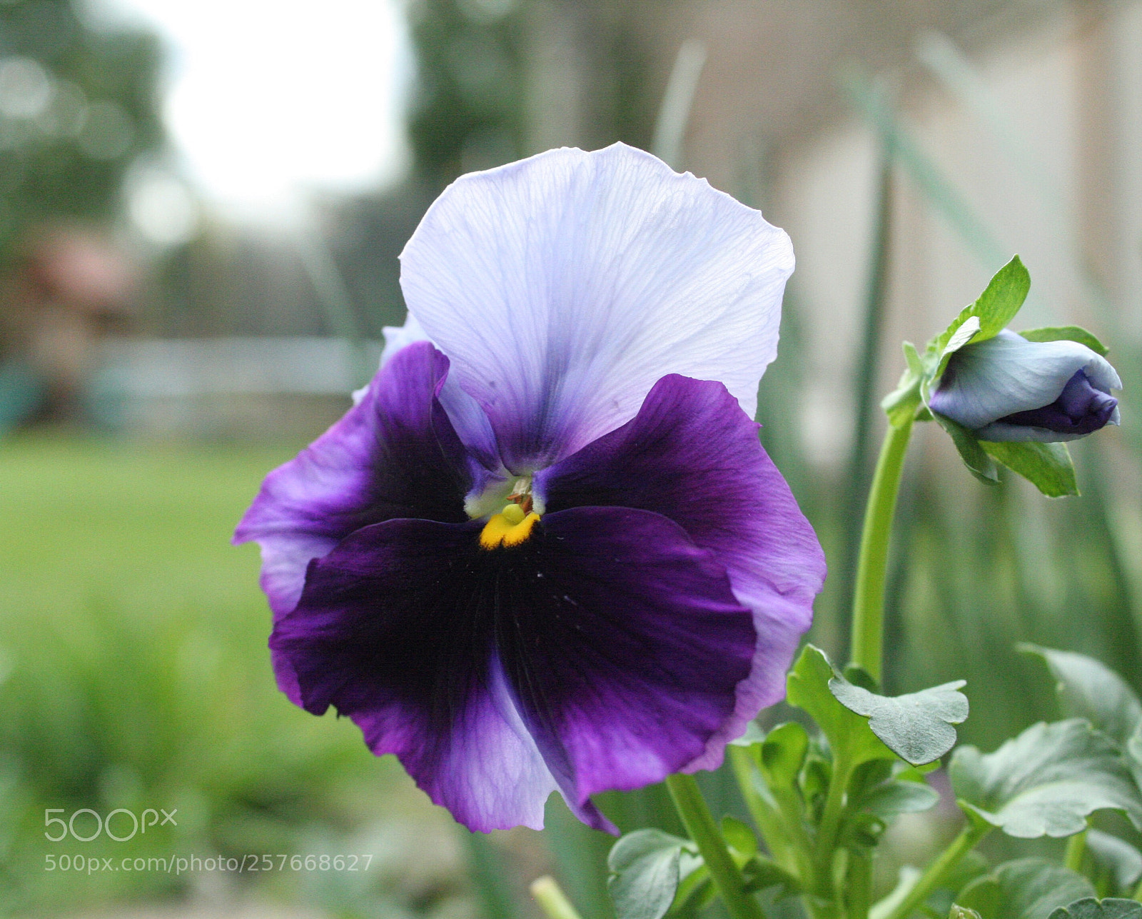 Canon EOS 350D (EOS Digital Rebel XT / EOS Kiss Digital N) sample photo. May flowers photography
