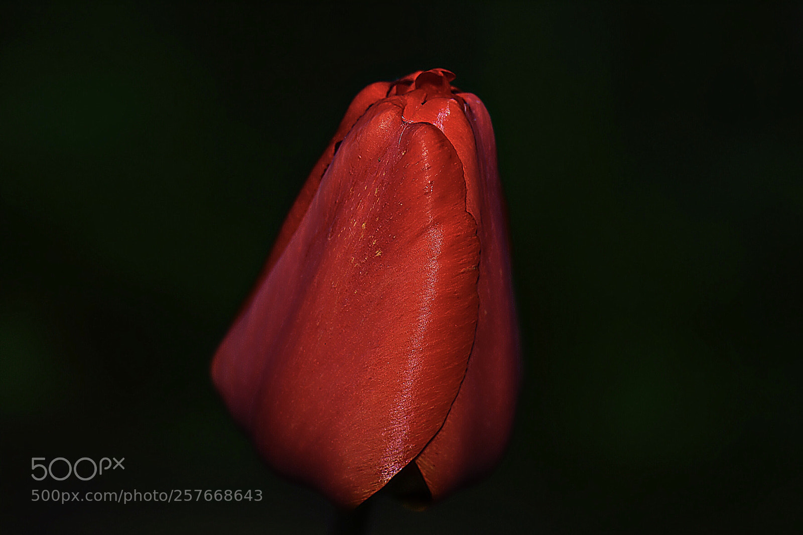 Nikon D500 sample photo. Красный тюльпан  photography