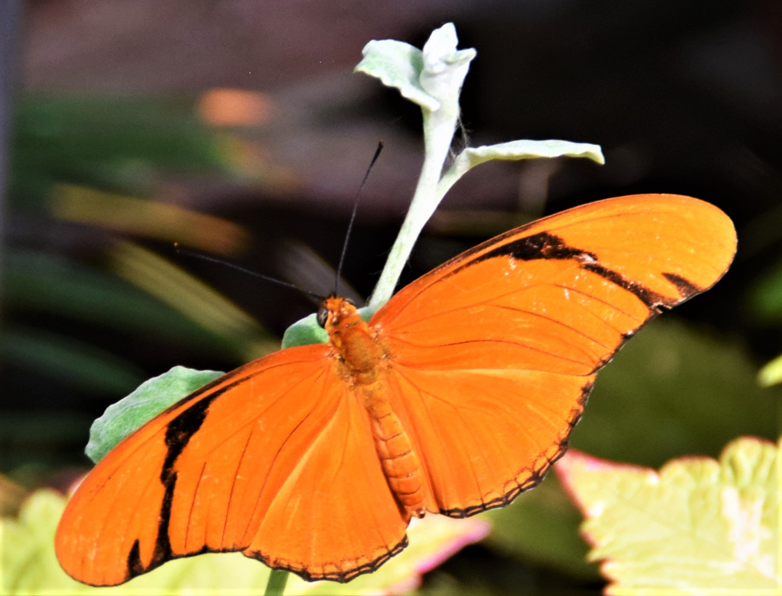 Nikon D5300 sample photo. Reds photography