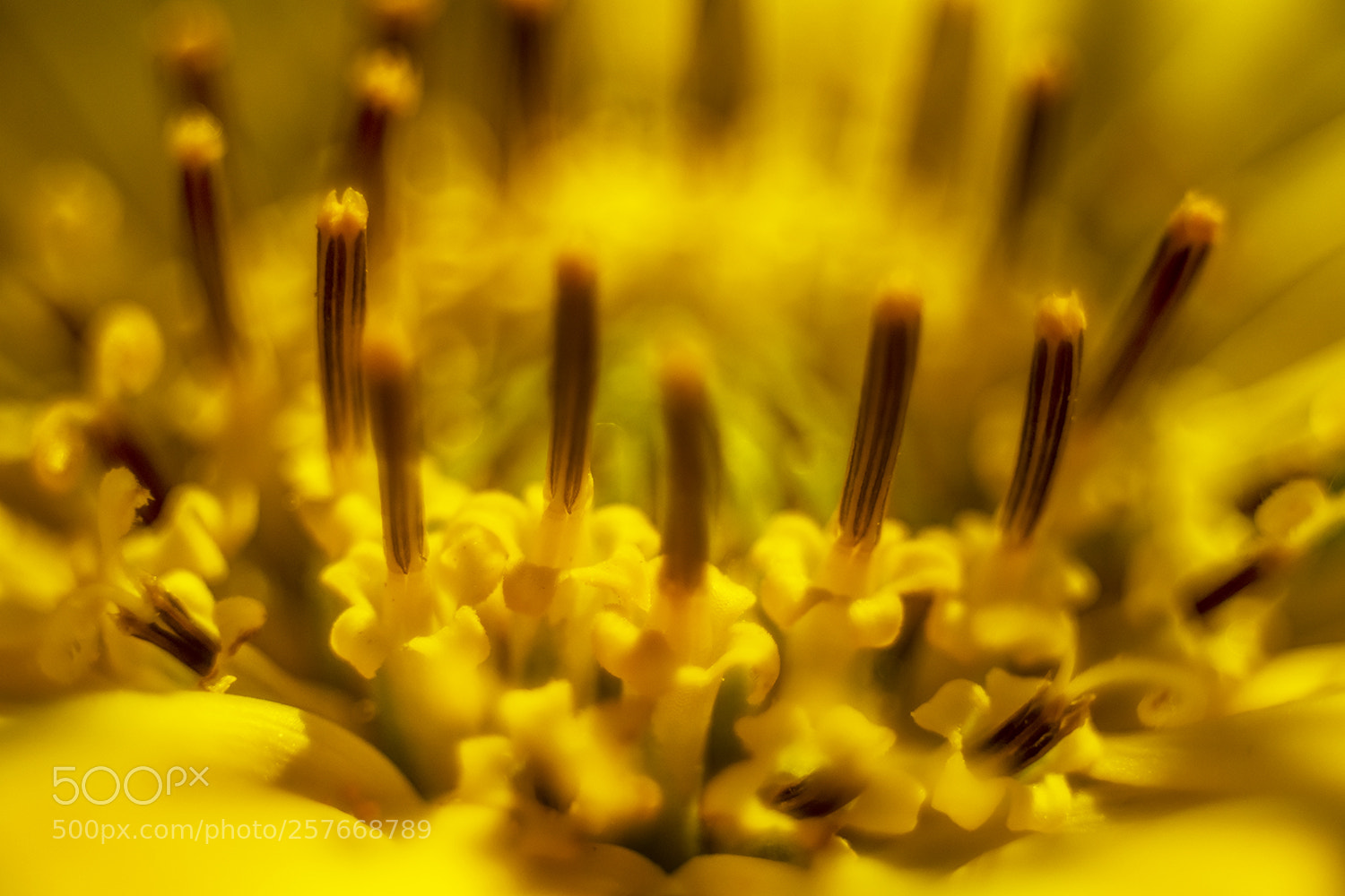 Nikon D850 sample photo. Mule ears wyethia photography