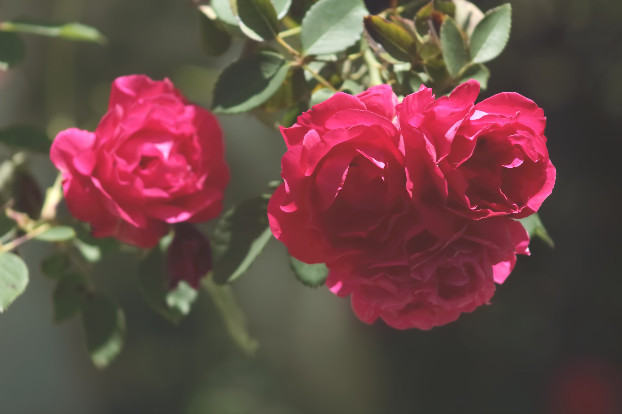 Canon EOS 100D (EOS Rebel SL1 / EOS Kiss X7) sample photo. Roses hang lovingly photography