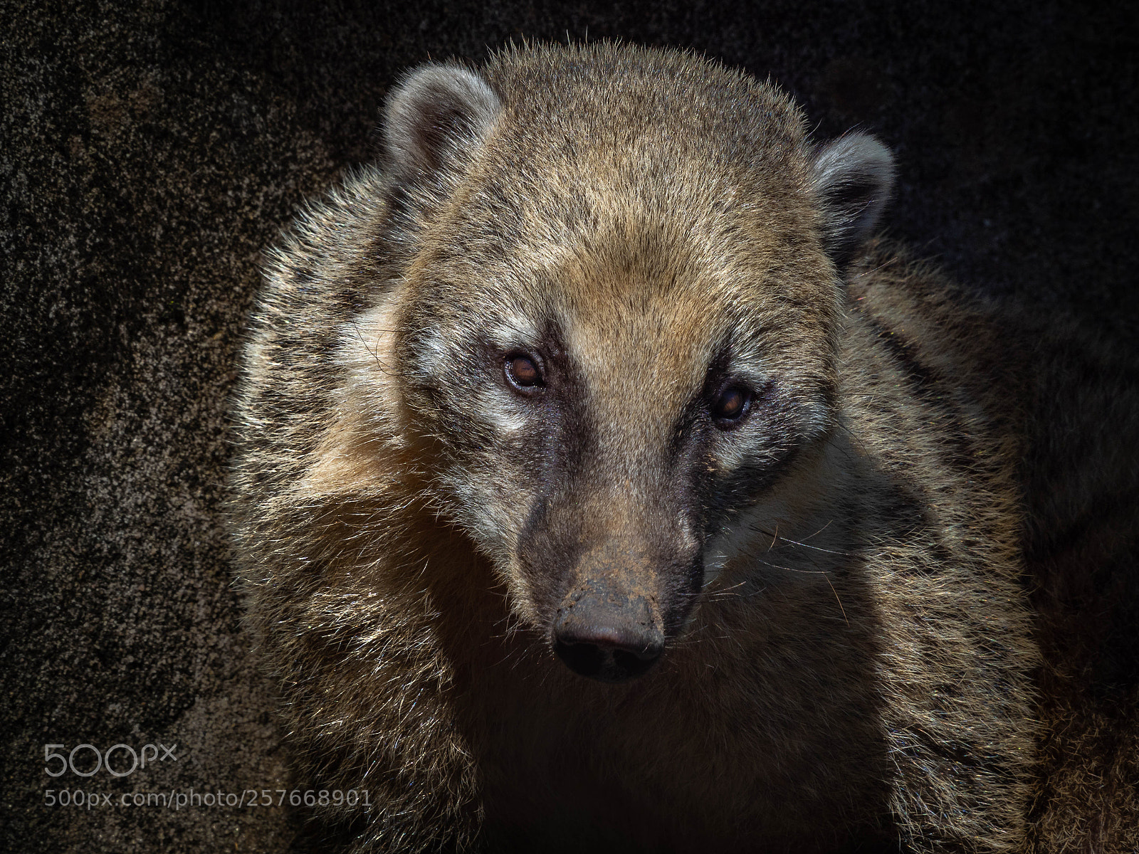 Olympus OM-D E-M1 Mark II sample photo. Coatis photography