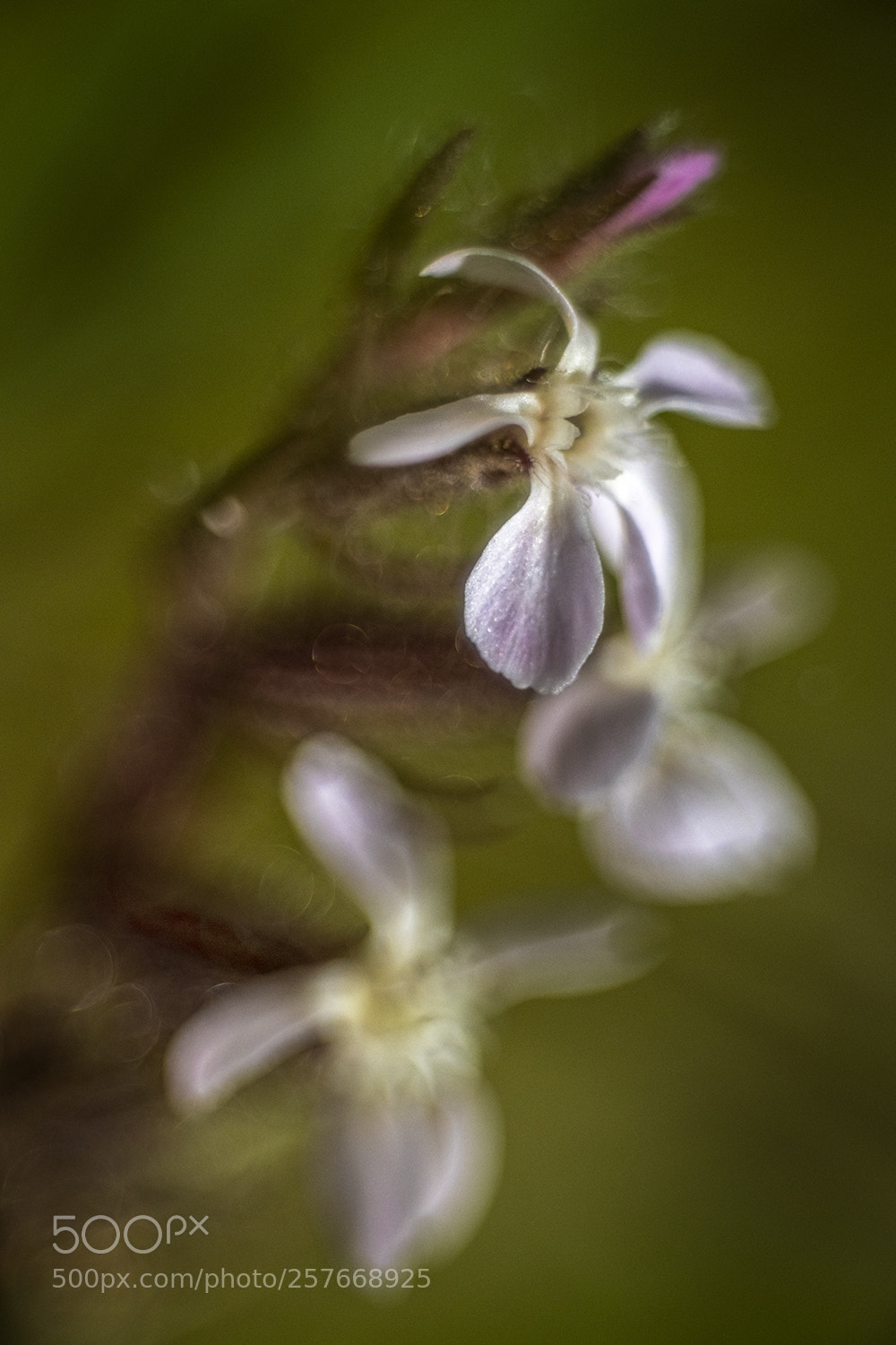 Nikon D850 sample photo. Pink folded petals photography