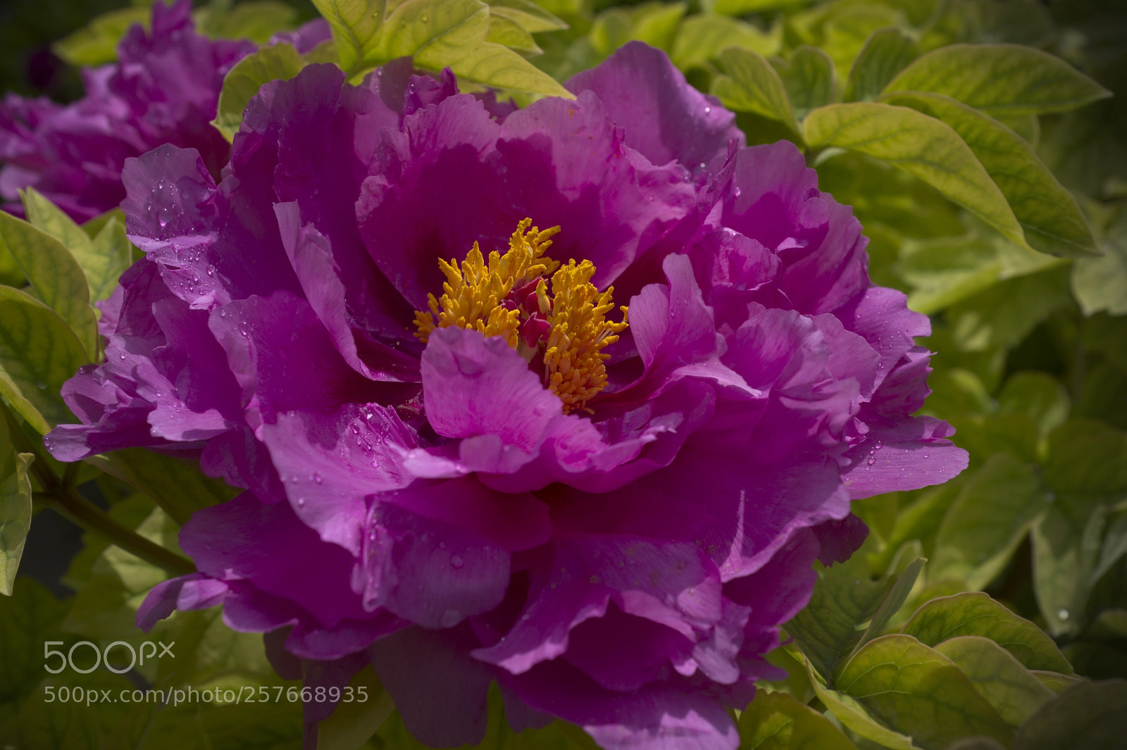 Fujifilm X100F sample photo. Peony photography