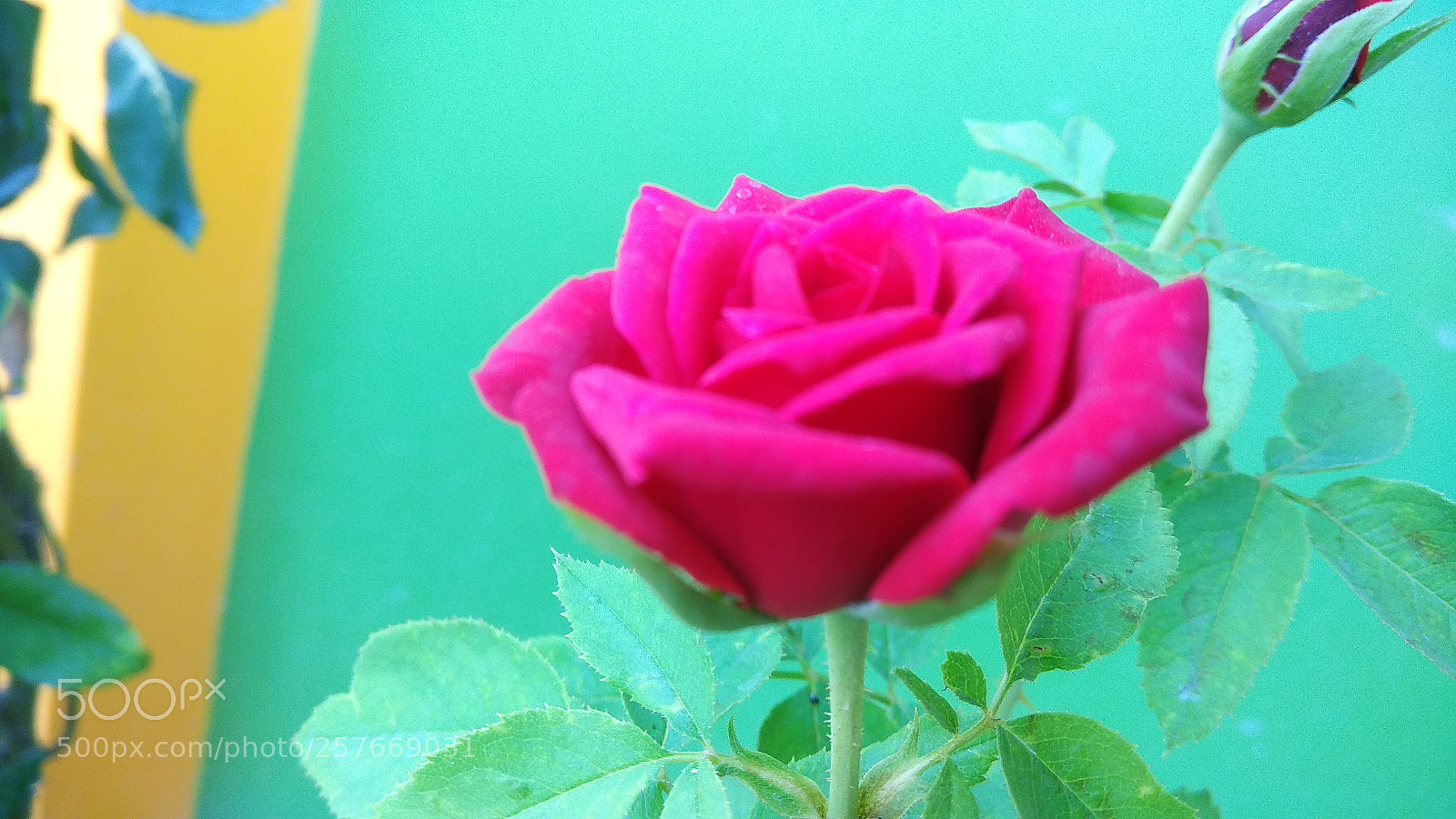 Xiaomi Redmi Note 4 sample photo. Img_20180504_131159.jpg photography