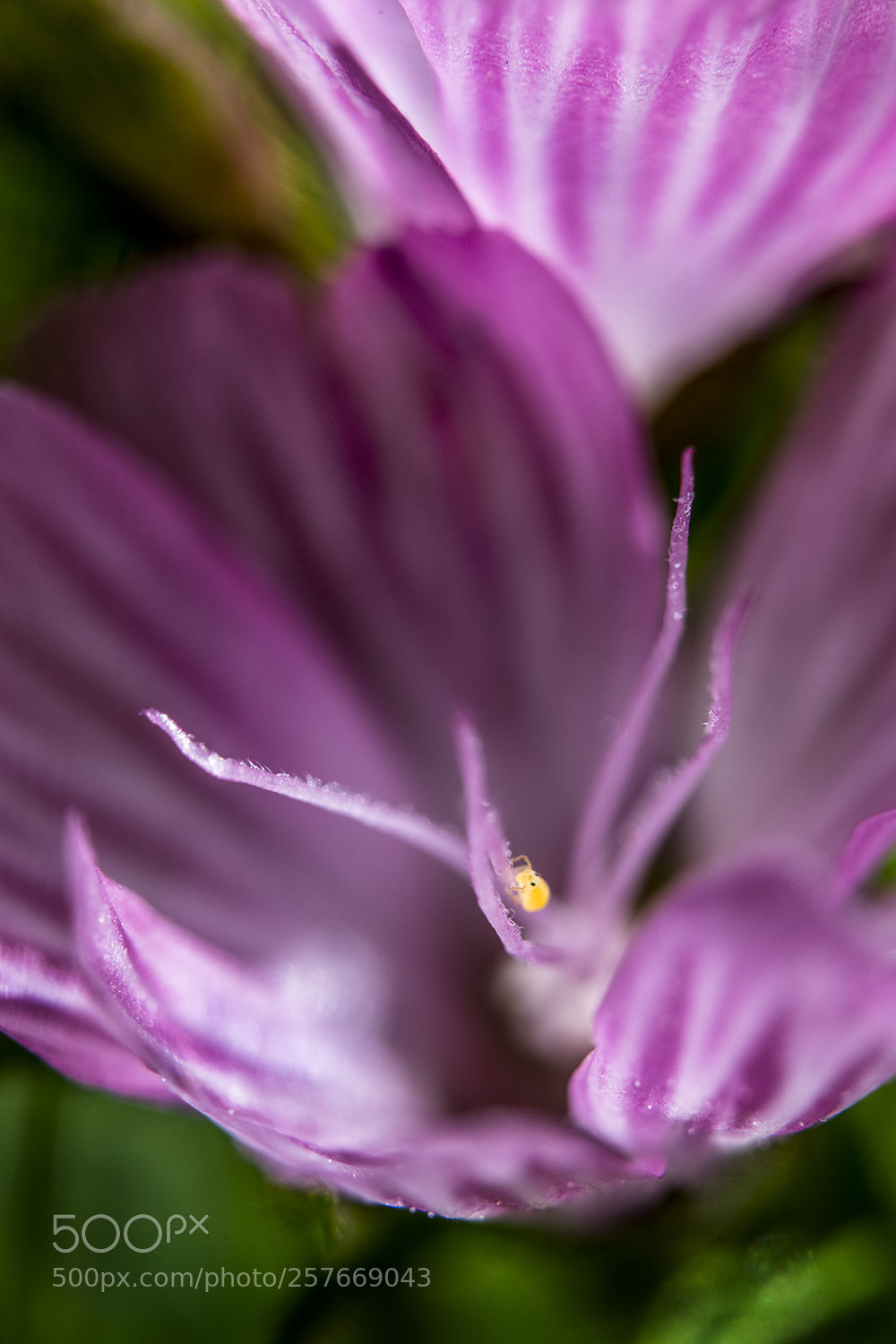 Nikon D850 sample photo. Checker bloom photography