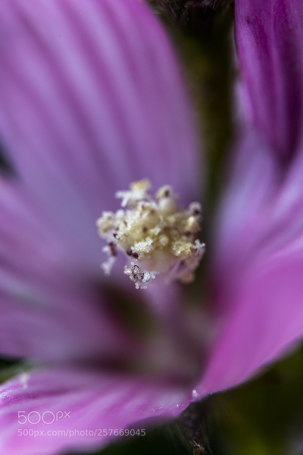 Nikon D850 sample photo. Checker bloom photography