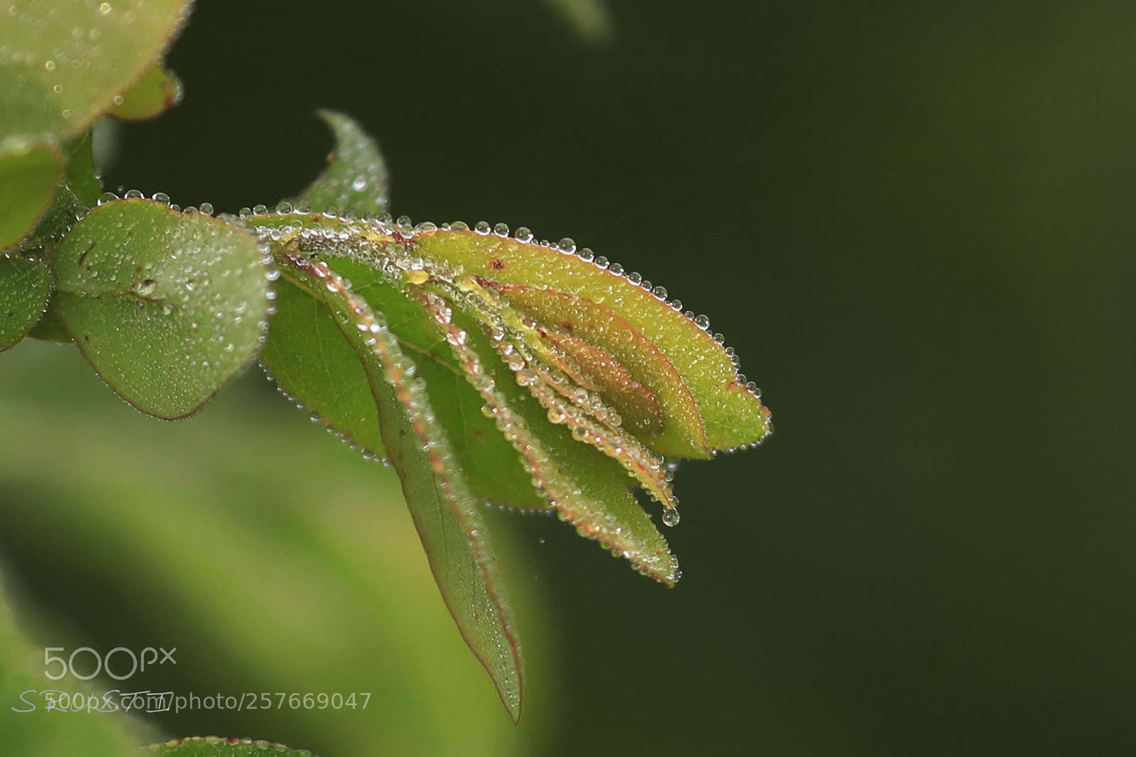 Canon EOS 5D Mark IV sample photo. Untitled photography