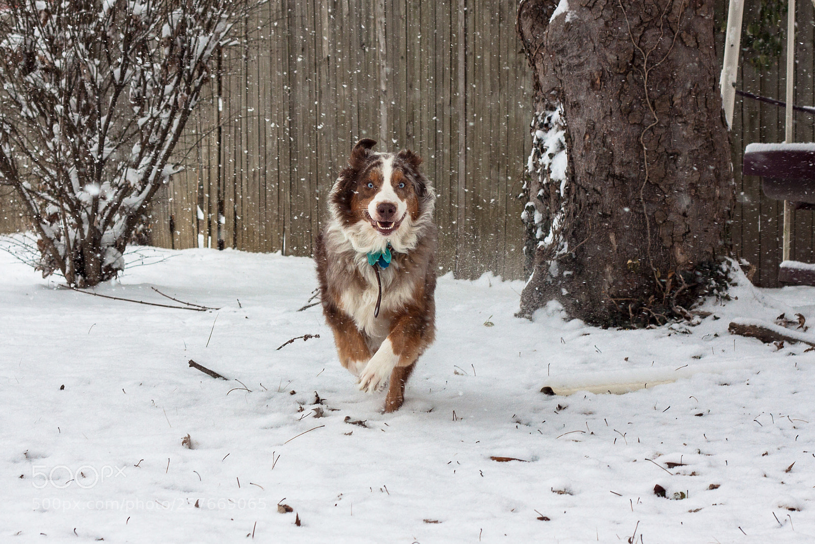 Canon EOS 50D sample photo. Snow play photography