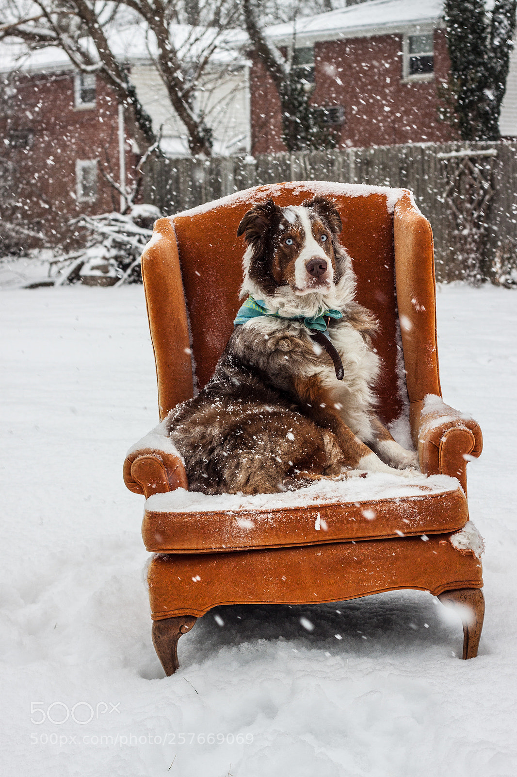 Canon EOS 50D sample photo. King charles photography