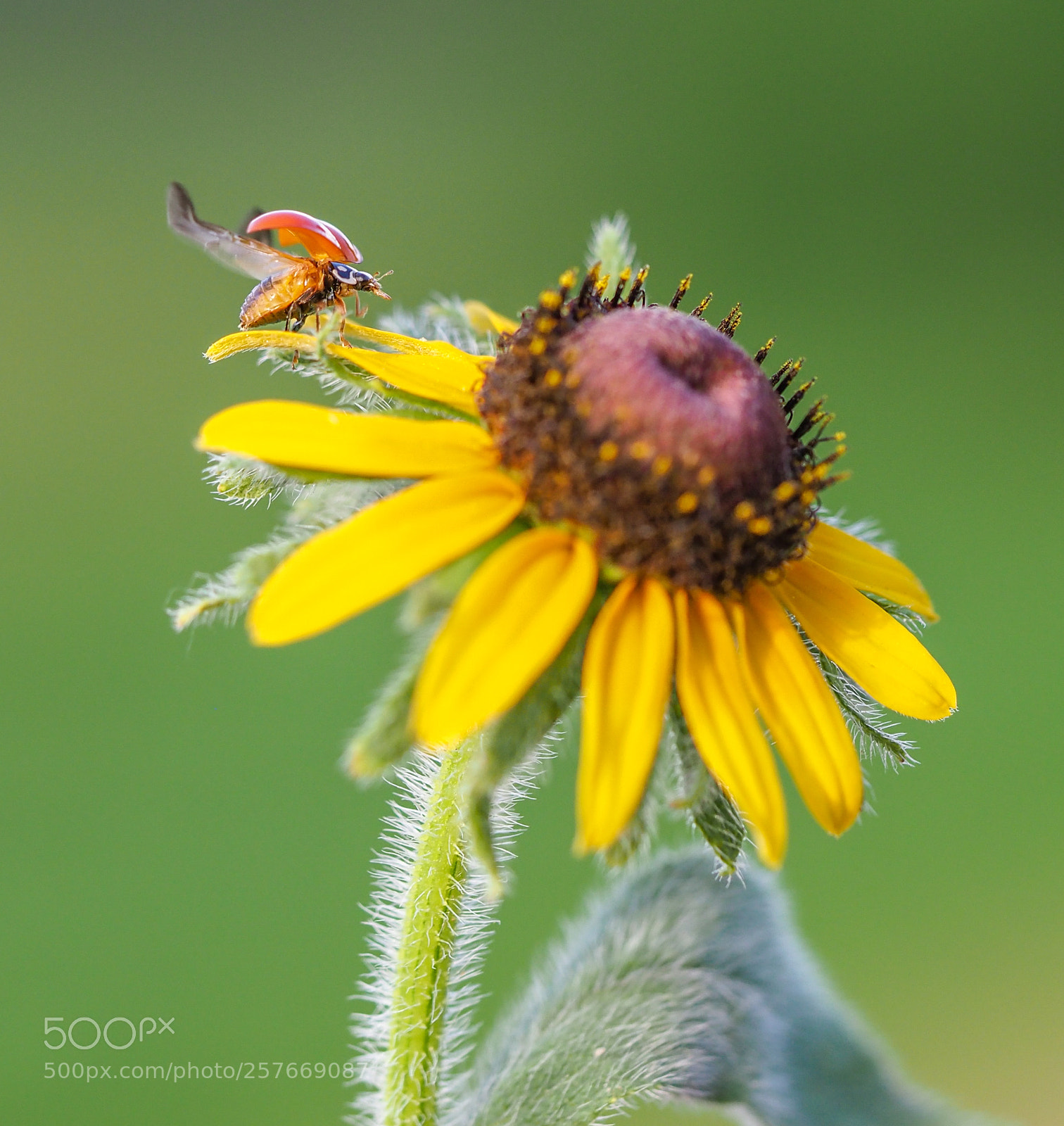 Olympus OM-D E-M1 Mark II sample photo. Ladybug and flower photography