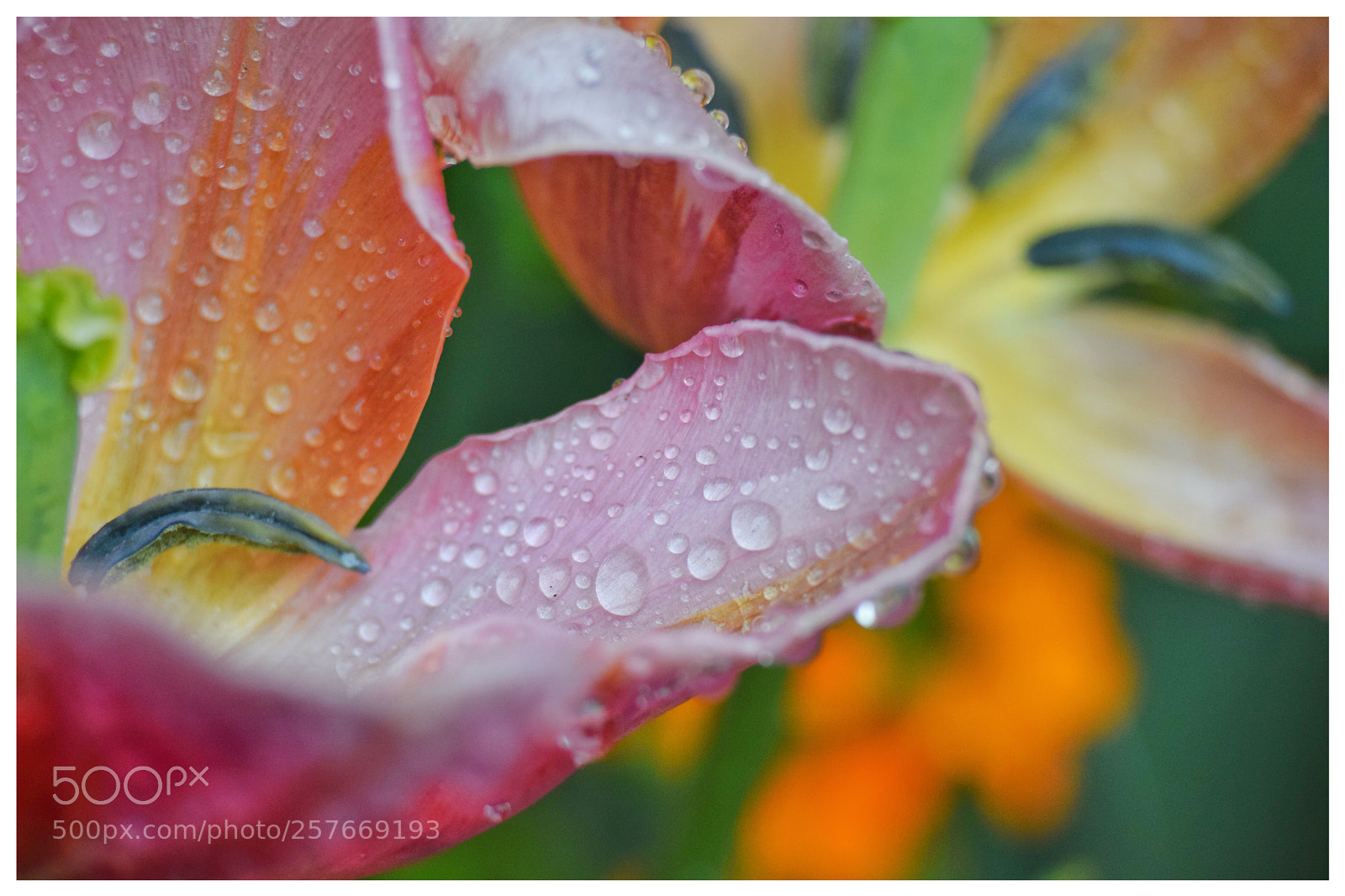 Nikon D3300 sample photo. Tulip in the rain photography