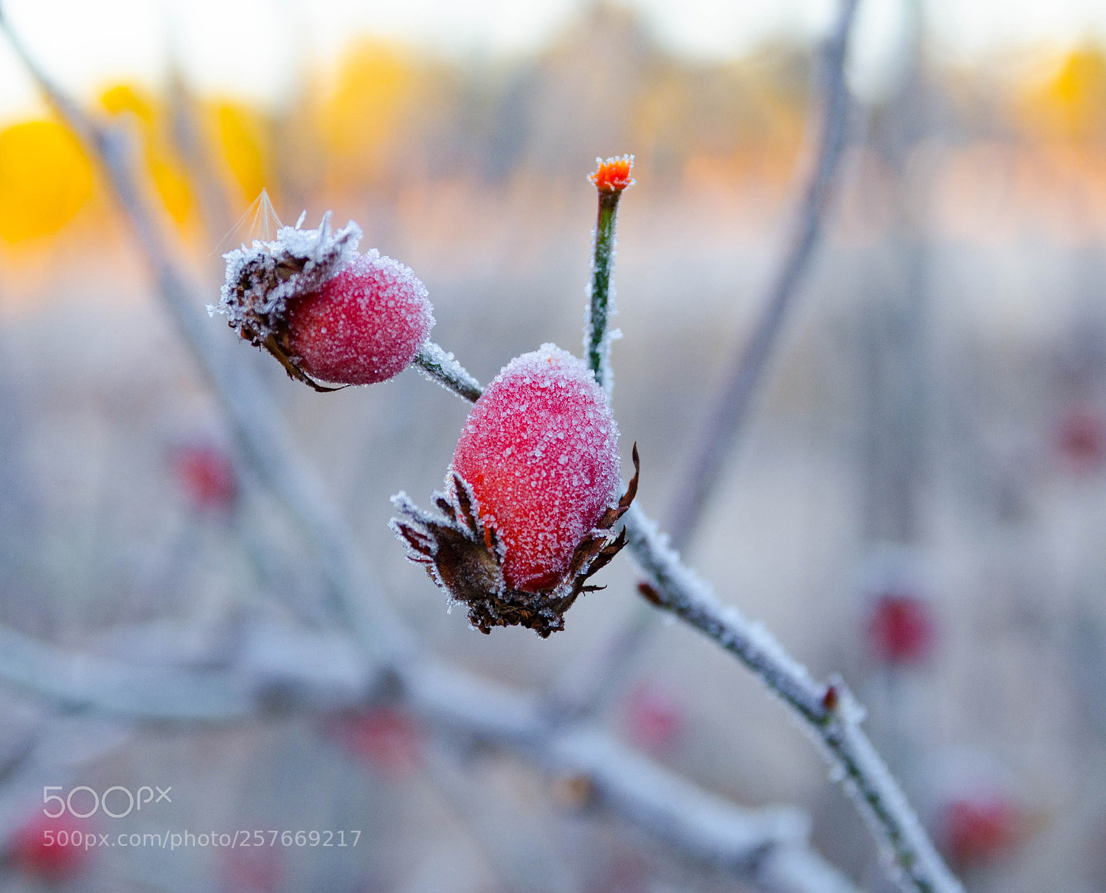 Nikon D7000 sample photo. Hielo photography