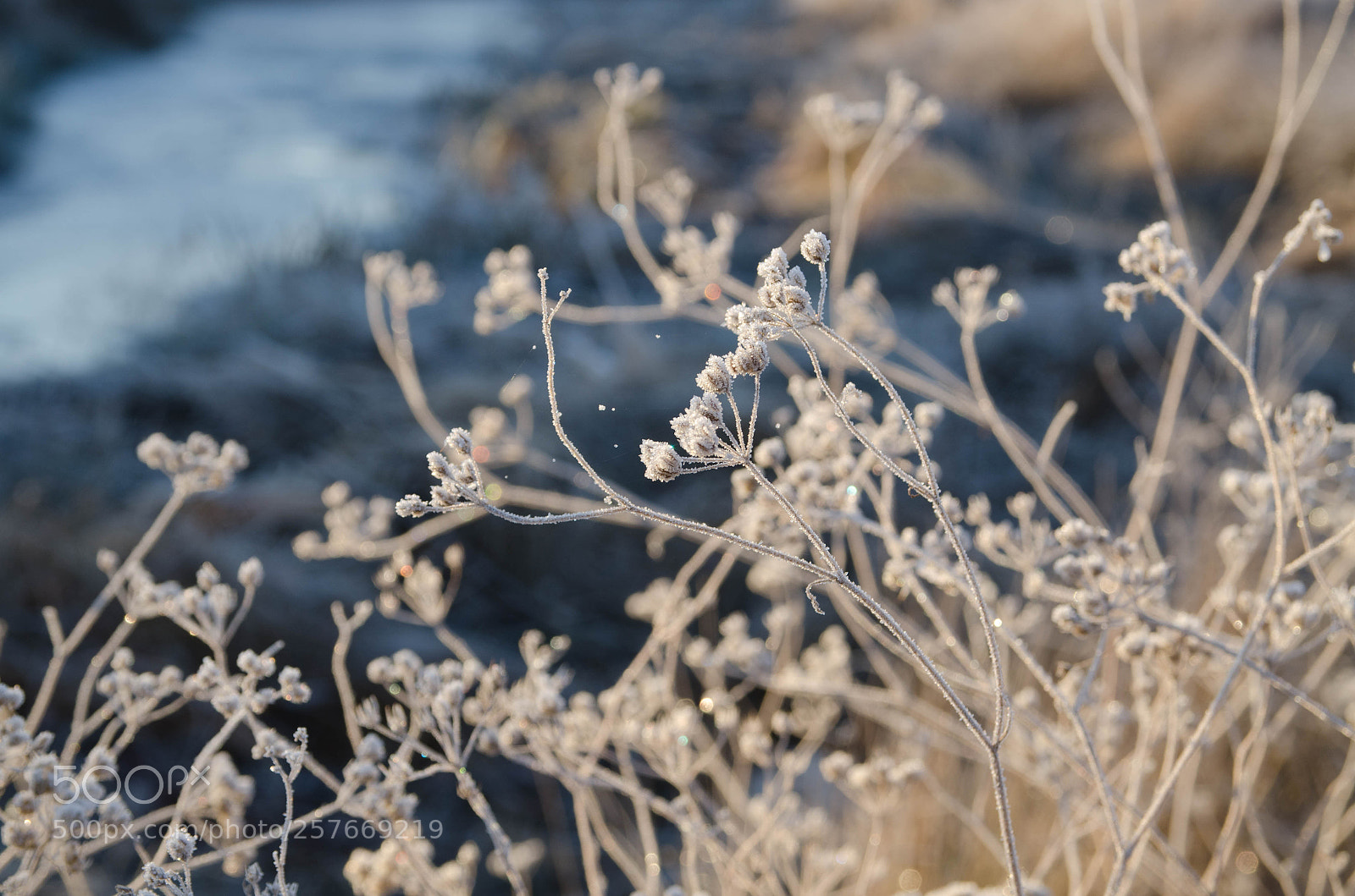 Nikon D7000 sample photo. Hielo photography