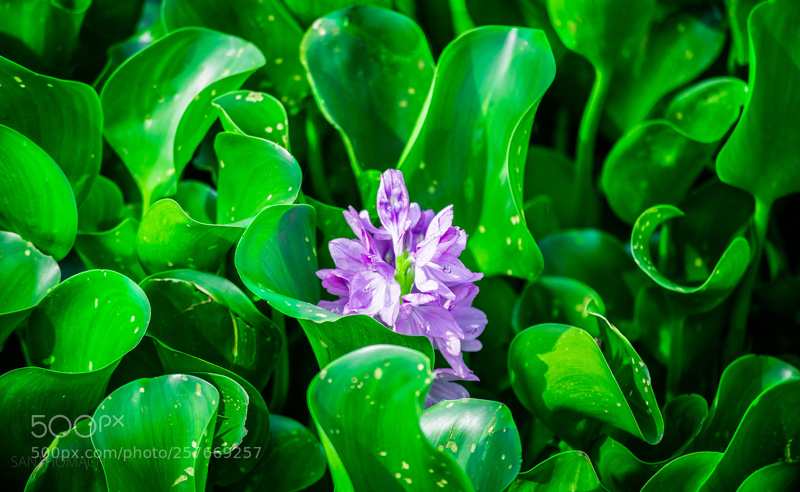 Nikon D850 sample photo. Colorful water hyacinth photography