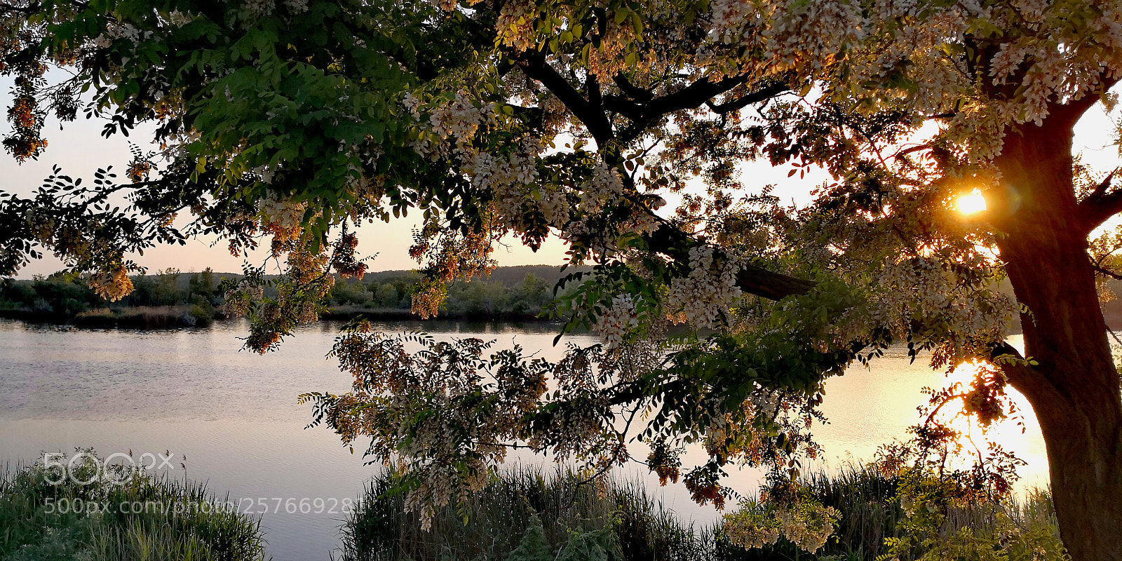 HUAWEI Mate 10 Pro sample photo. Blooming acacia tree by photography