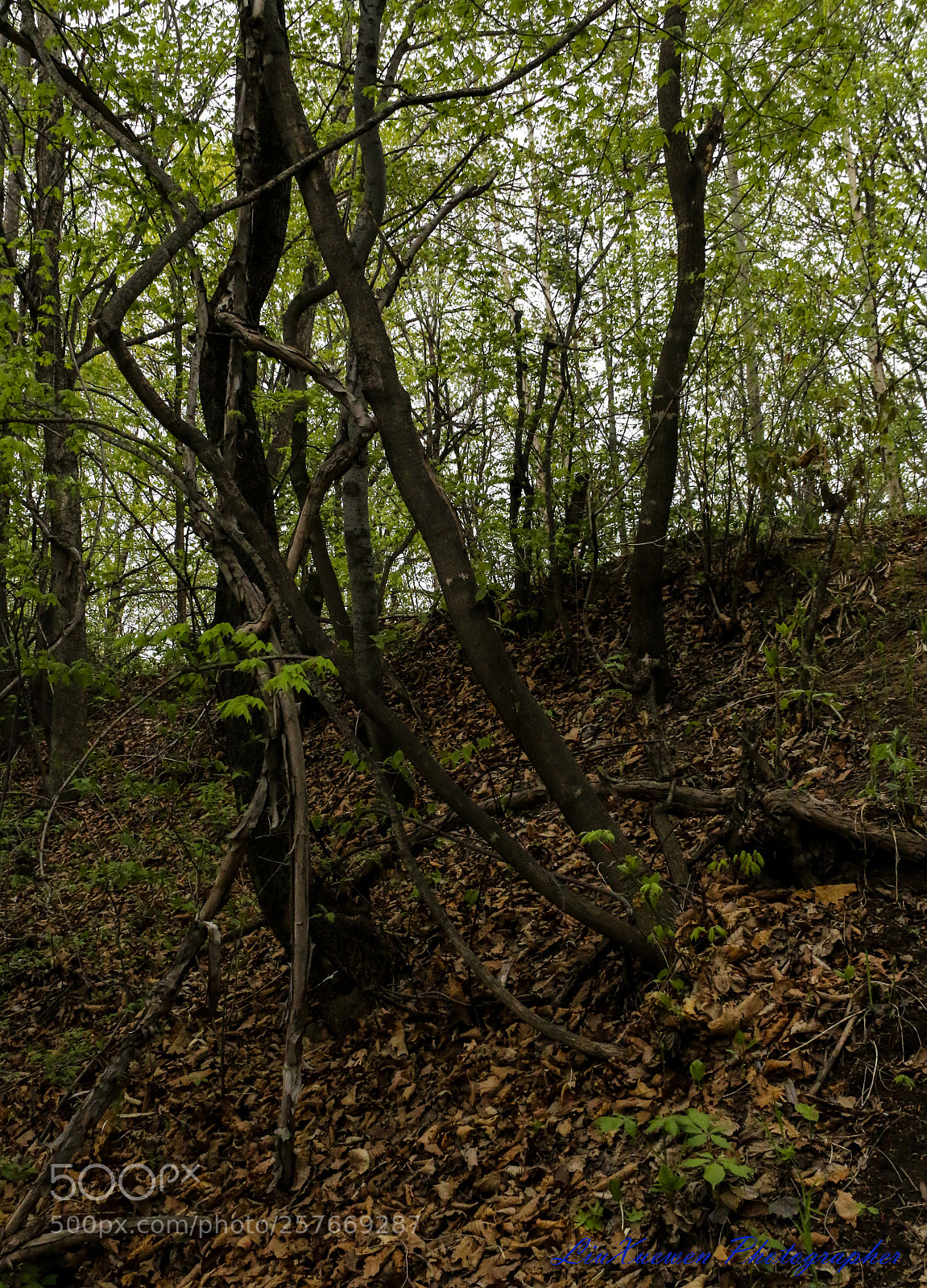 Canon EOS 70D sample photo. Vines in the mountains photography