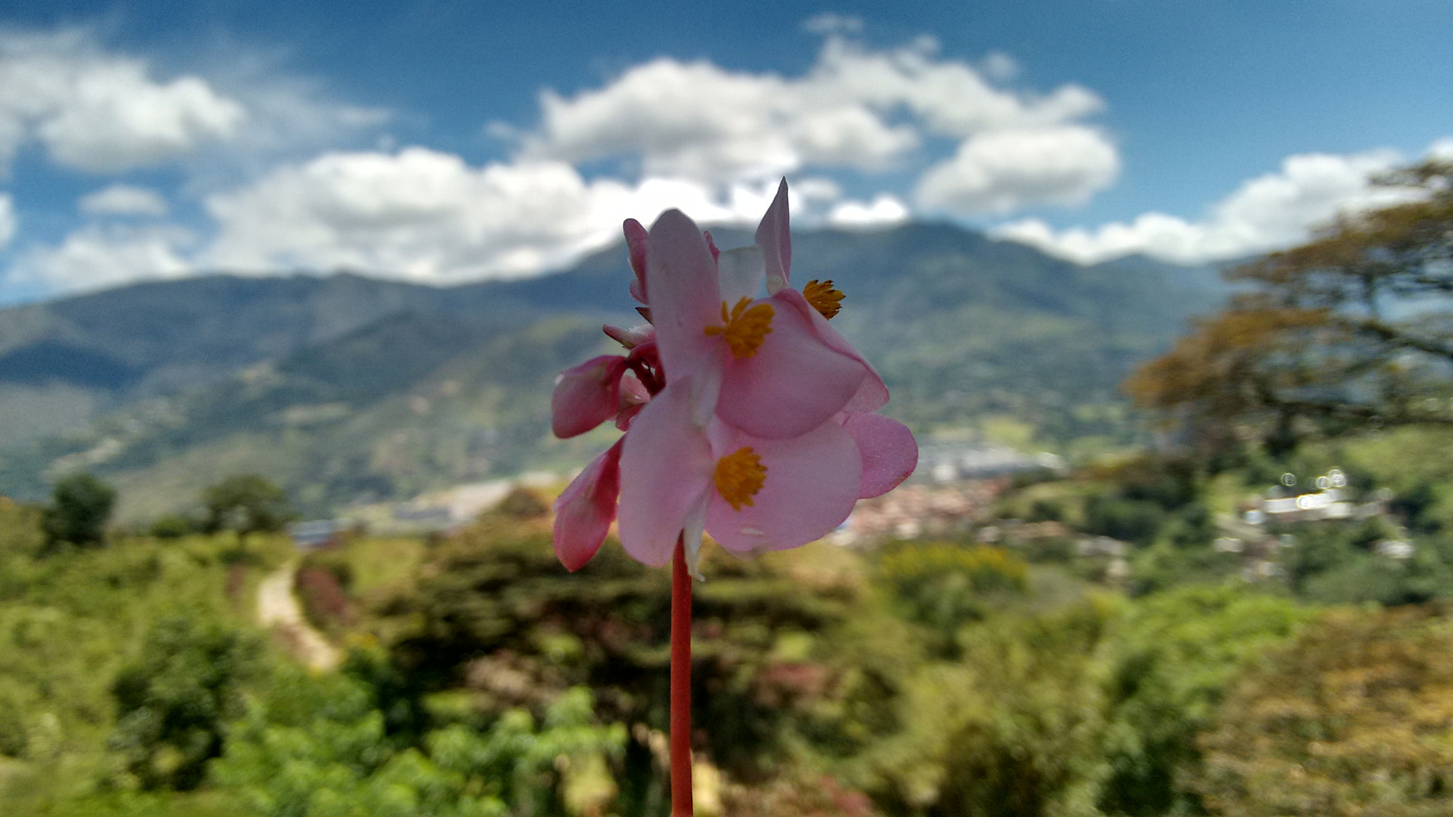 Motorola Moto G 2014 sample photo. Flower blur photography