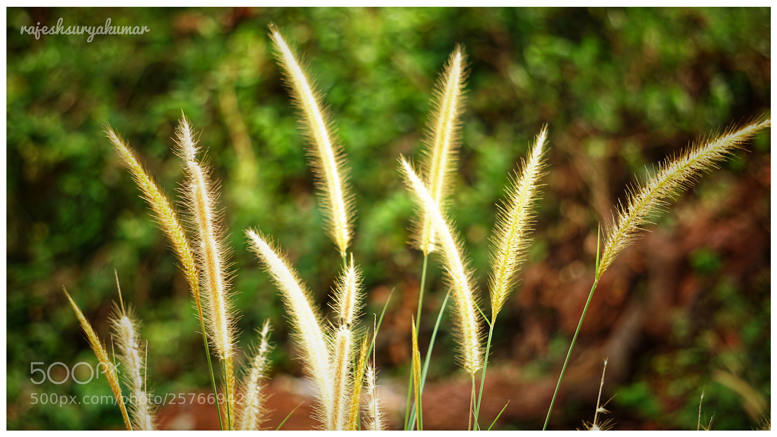 Sony a6300 sample photo. Flowers photography