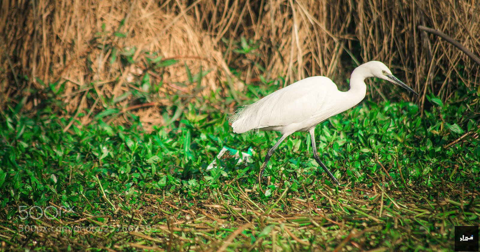Nikon D5300 sample photo. Walk photography