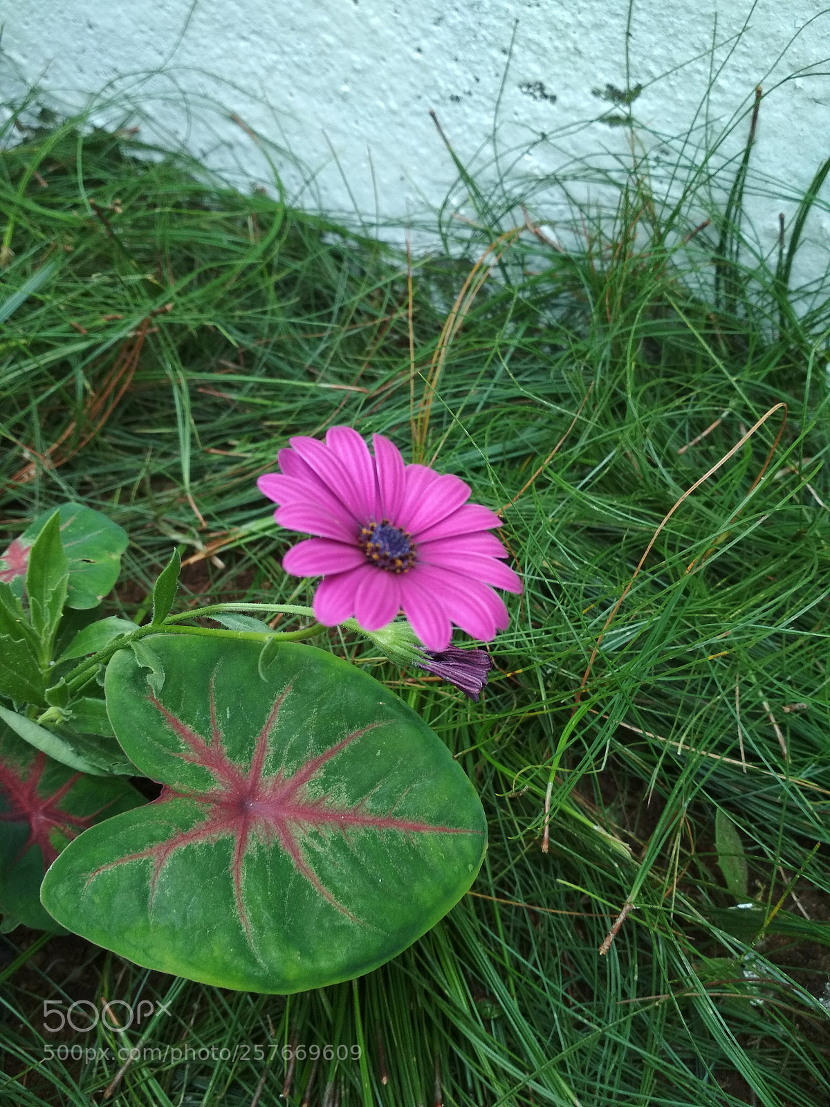 Xiaomi Redmi 4X sample photo. Cute! photography