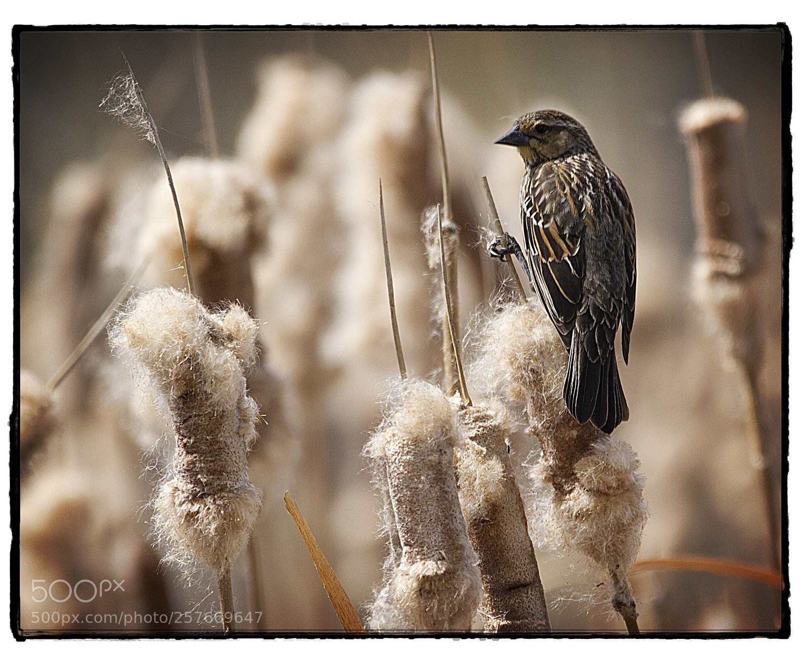 Canon EOS 7D sample photo. Savannah sparrow amongst the photography