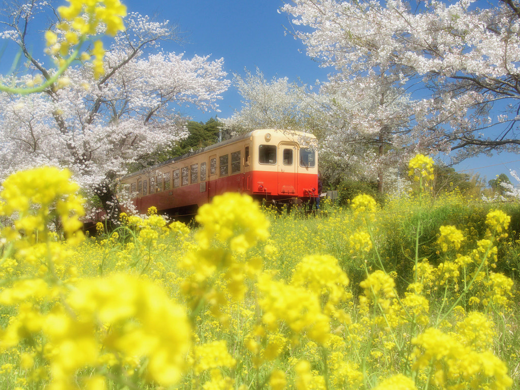 Full-Bloom Railway by Alan Drake Haller on 500px.com