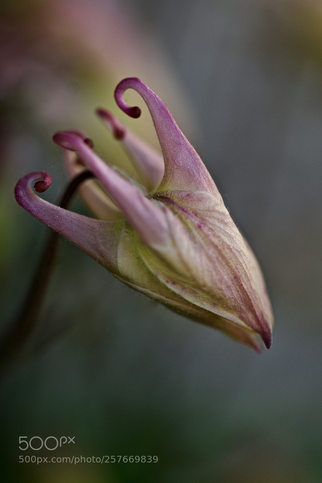 Nikon D500 sample photo. Untitled photography