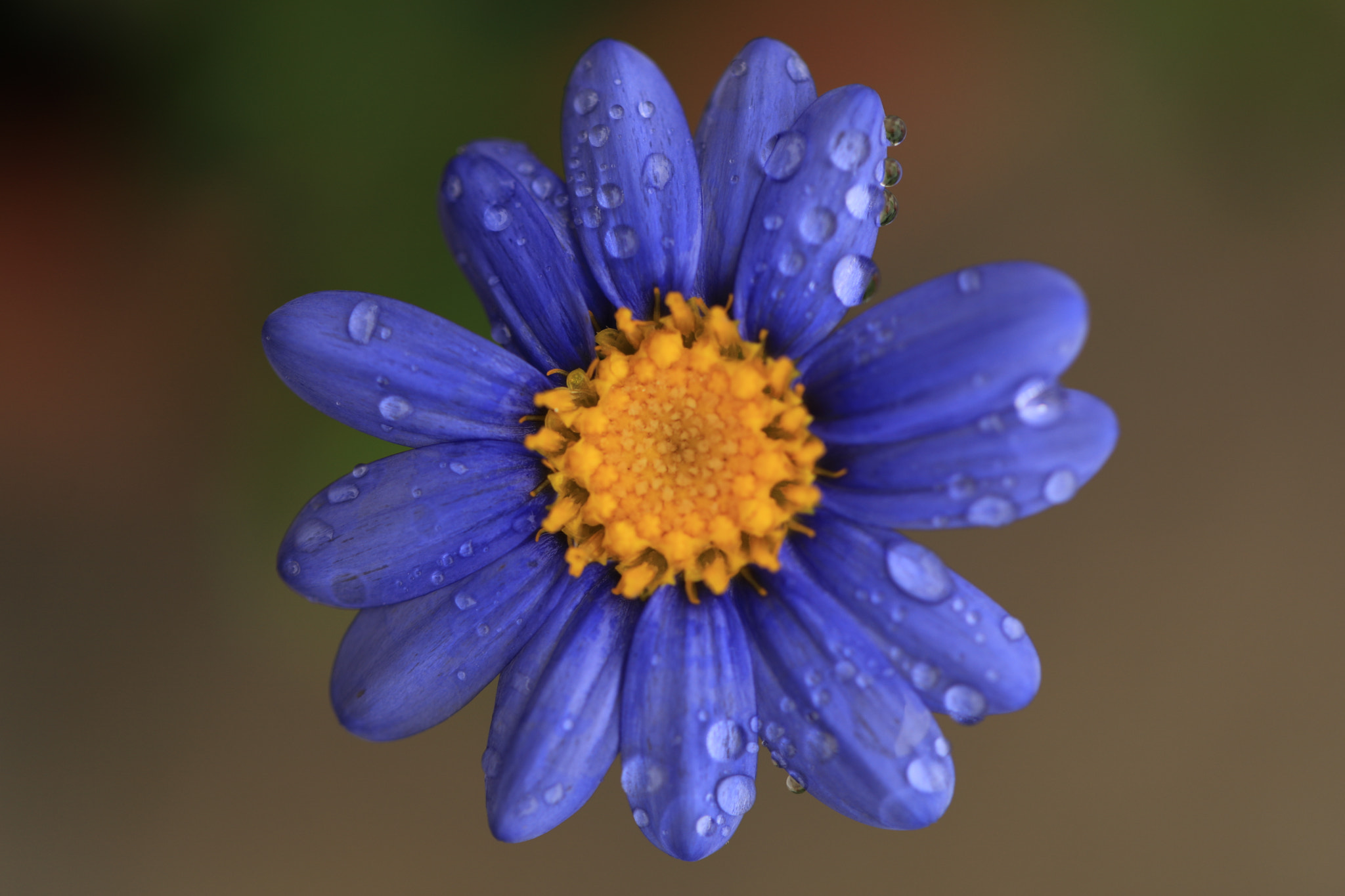 Canon EF 100mm F2.8L Macro IS USM sample photo. Blue daisy (청화국) photography