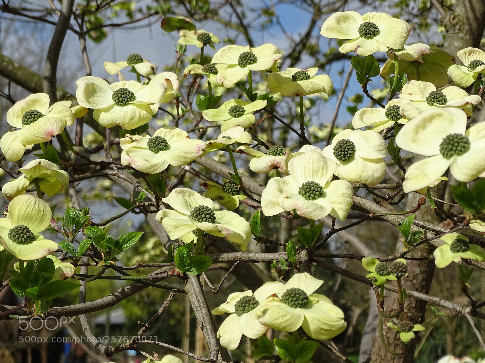 Sony Cyber-shot DSC-HX400V sample photo. Blossom photography