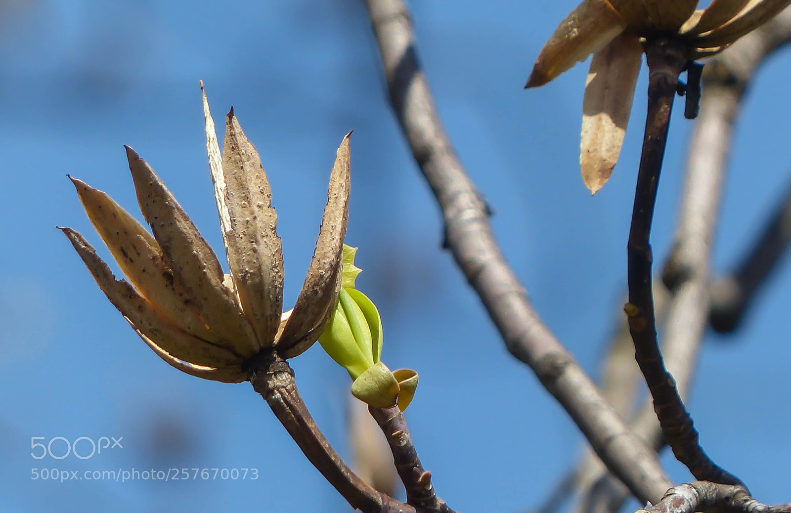 Panasonic Lumix DMC-FZ200 sample photo. The old and the photography