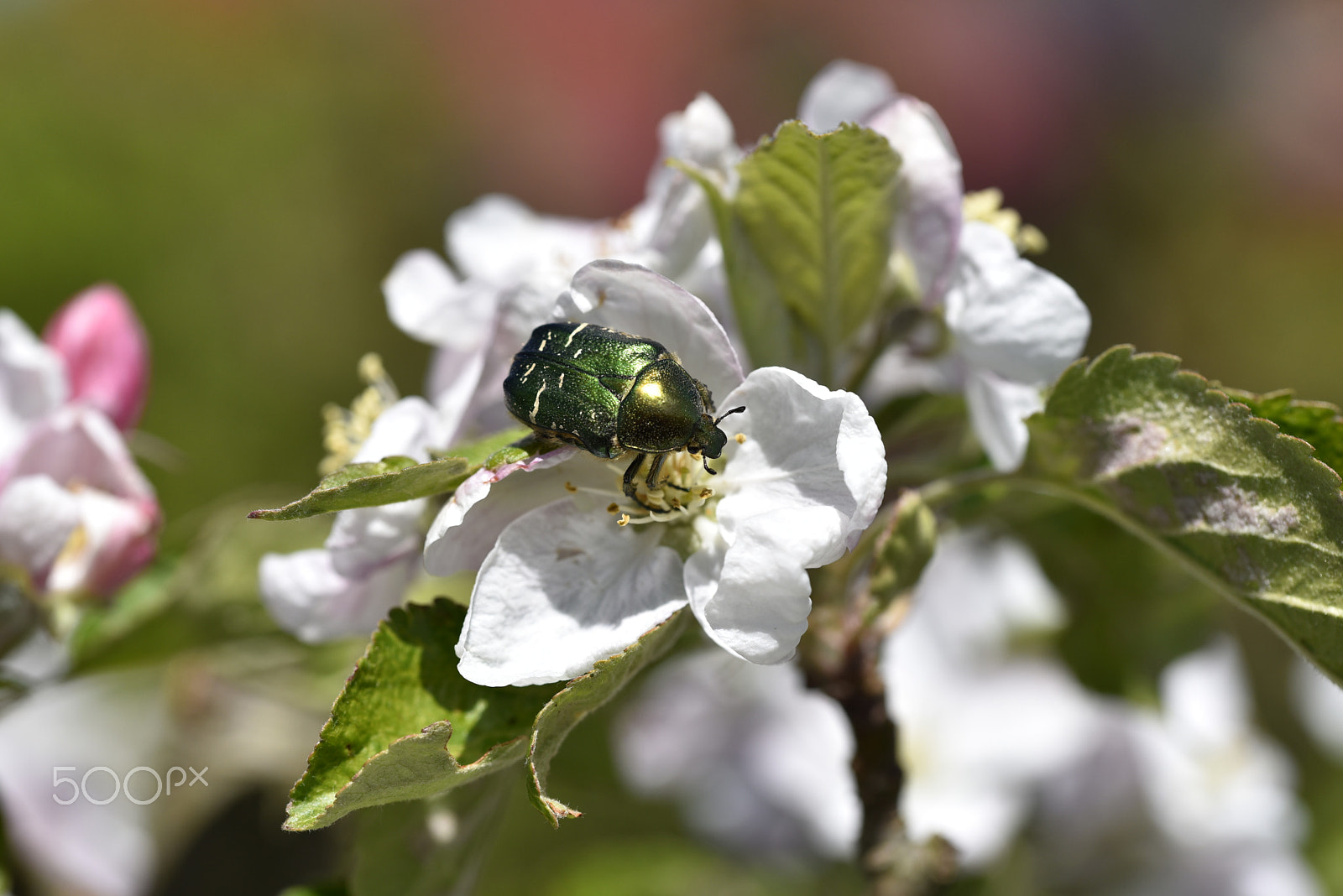 Sigma 105mm F2.8 EX DG OS HSM sample photo. Cetonia aurata called rose chafer photography