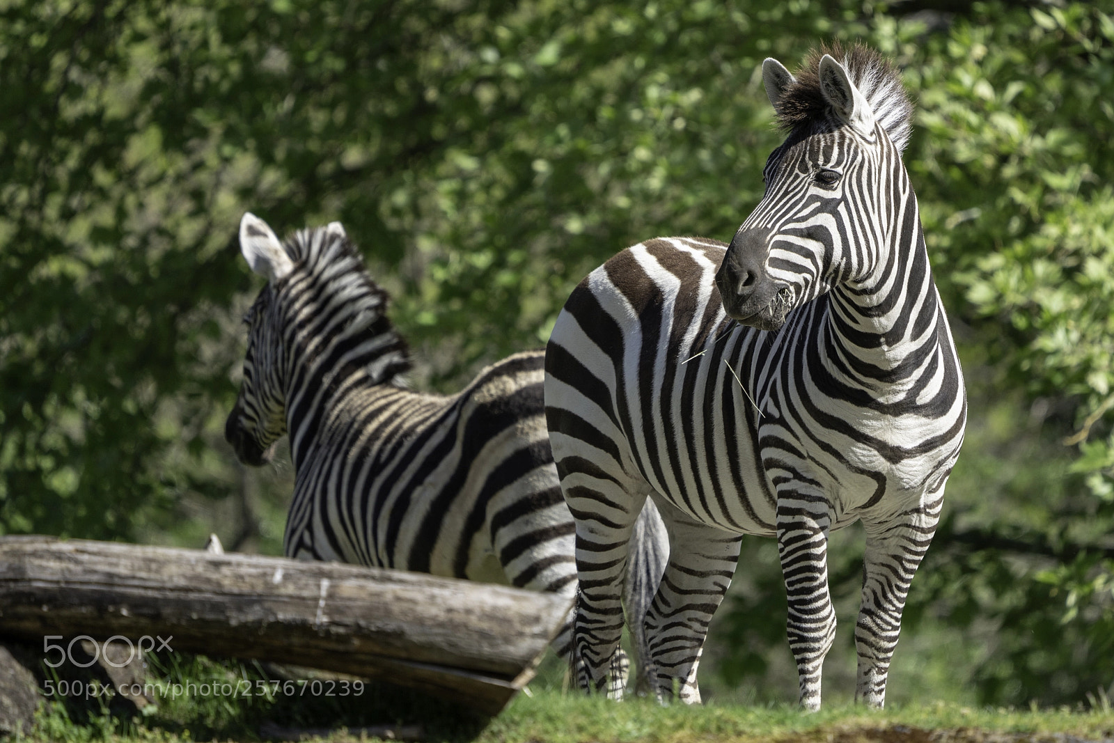 Sony a7R III sample photo. Zebra portrait photography