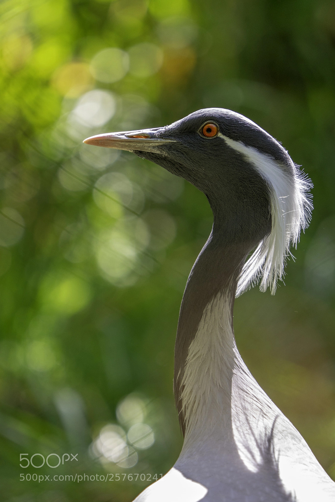 Sony a7R III sample photo. Demoiselle crane photography