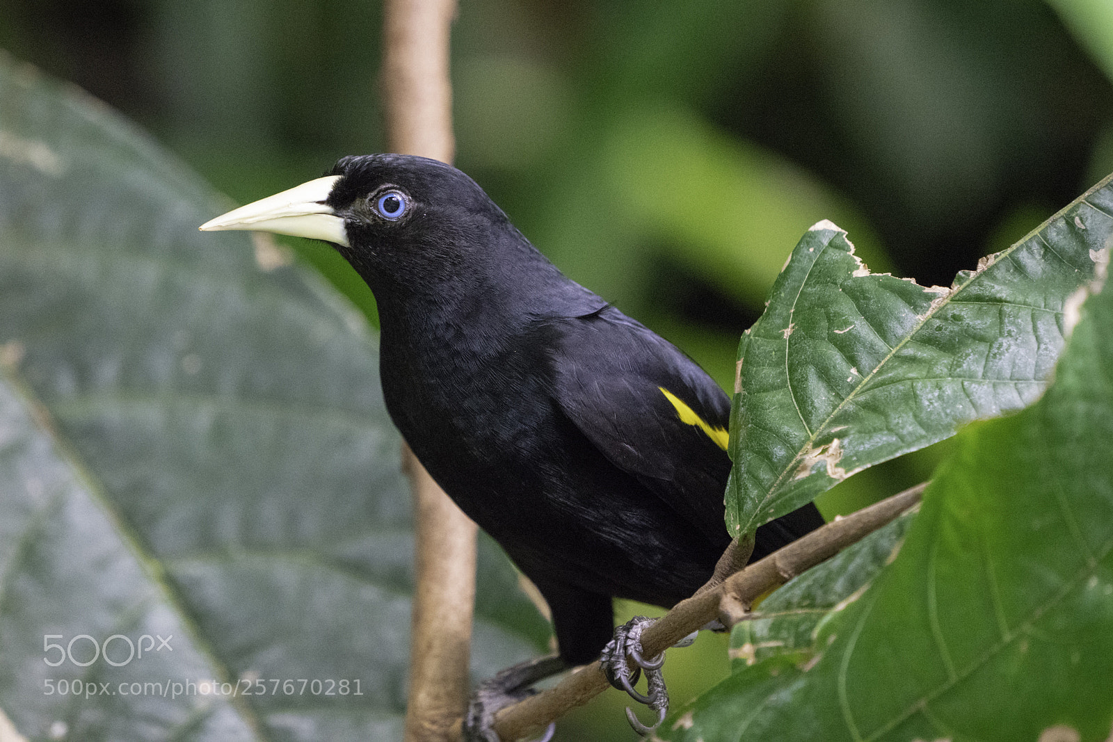 Sony a7R III sample photo. Crested oropendola photography