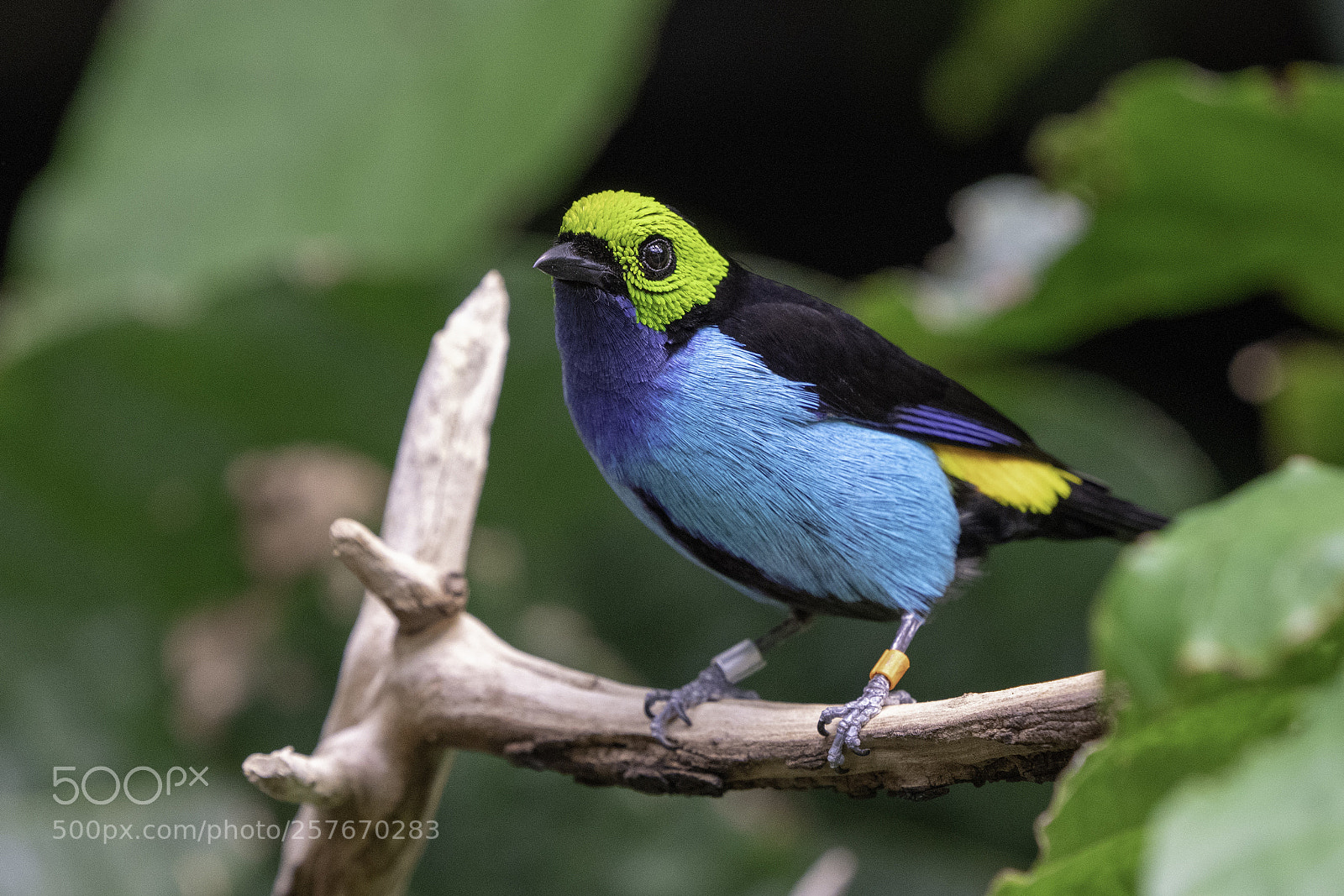 Sony a7R III sample photo. Paradise tanager photography