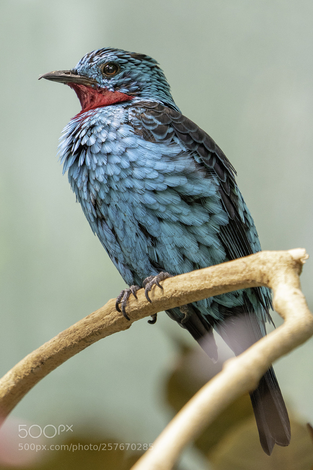 Sony a7R III sample photo. Spangled cotinga photography