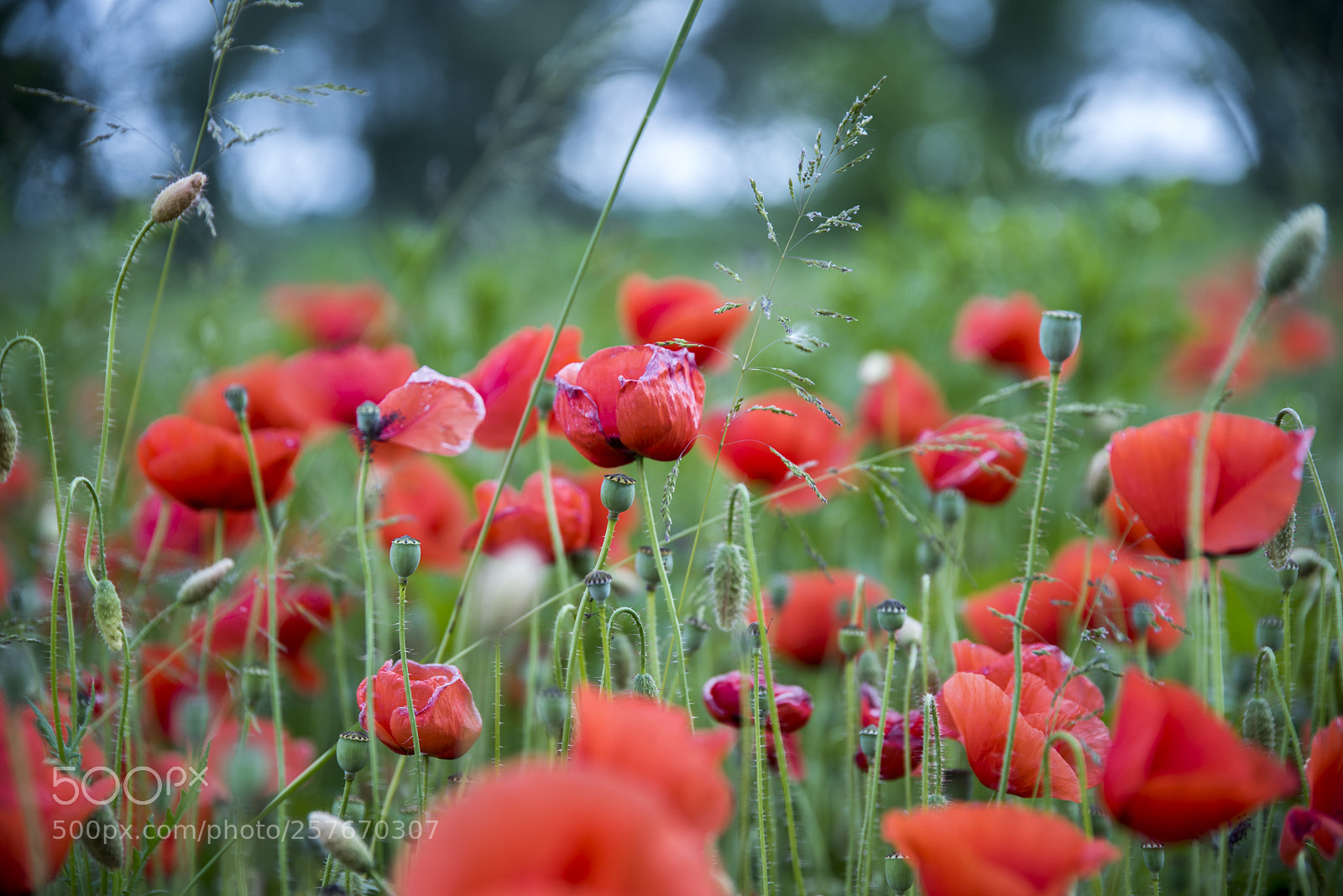 Nikon D750 sample photo. Untitled photography
