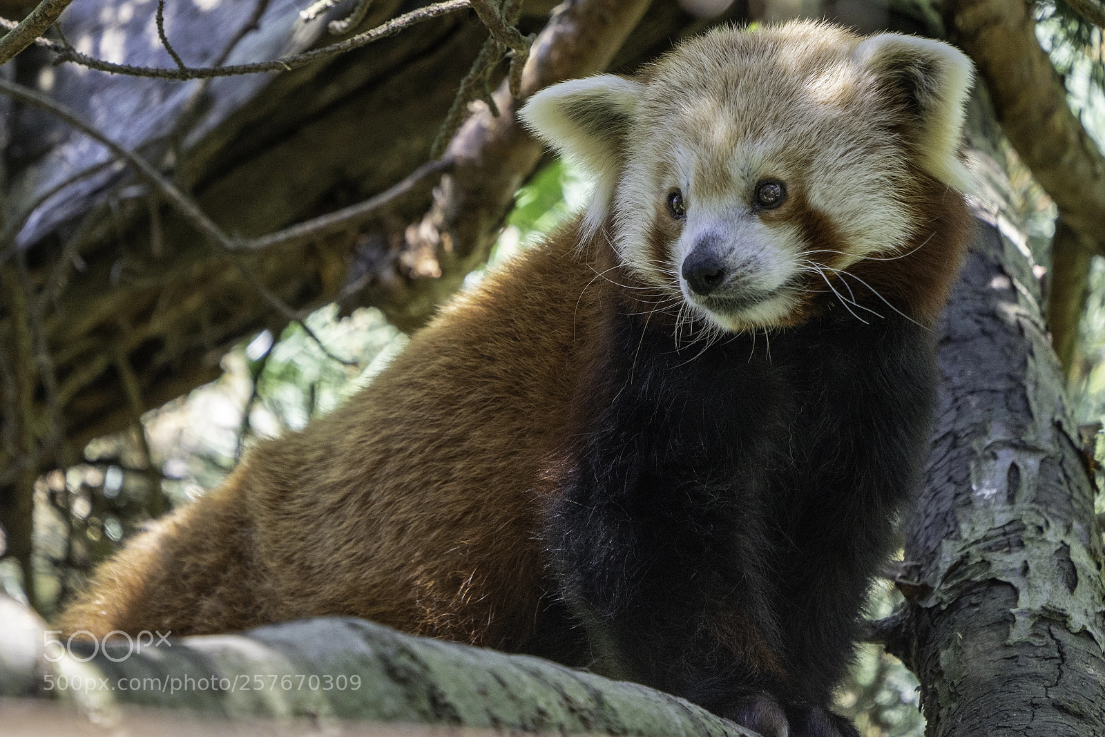 Sony a7R III sample photo. Red panda photography